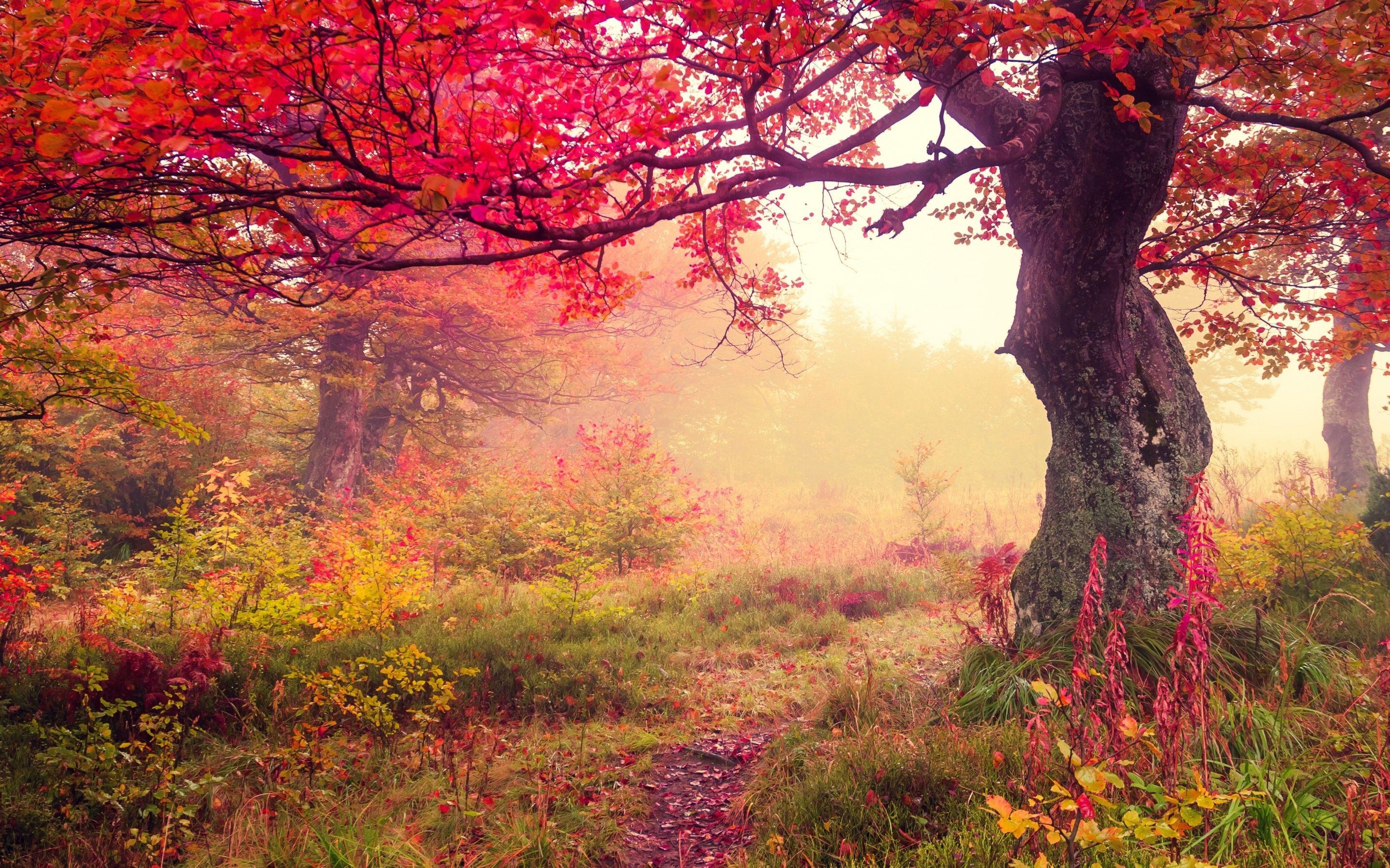 Background Autumn Forest HD Wallpaper