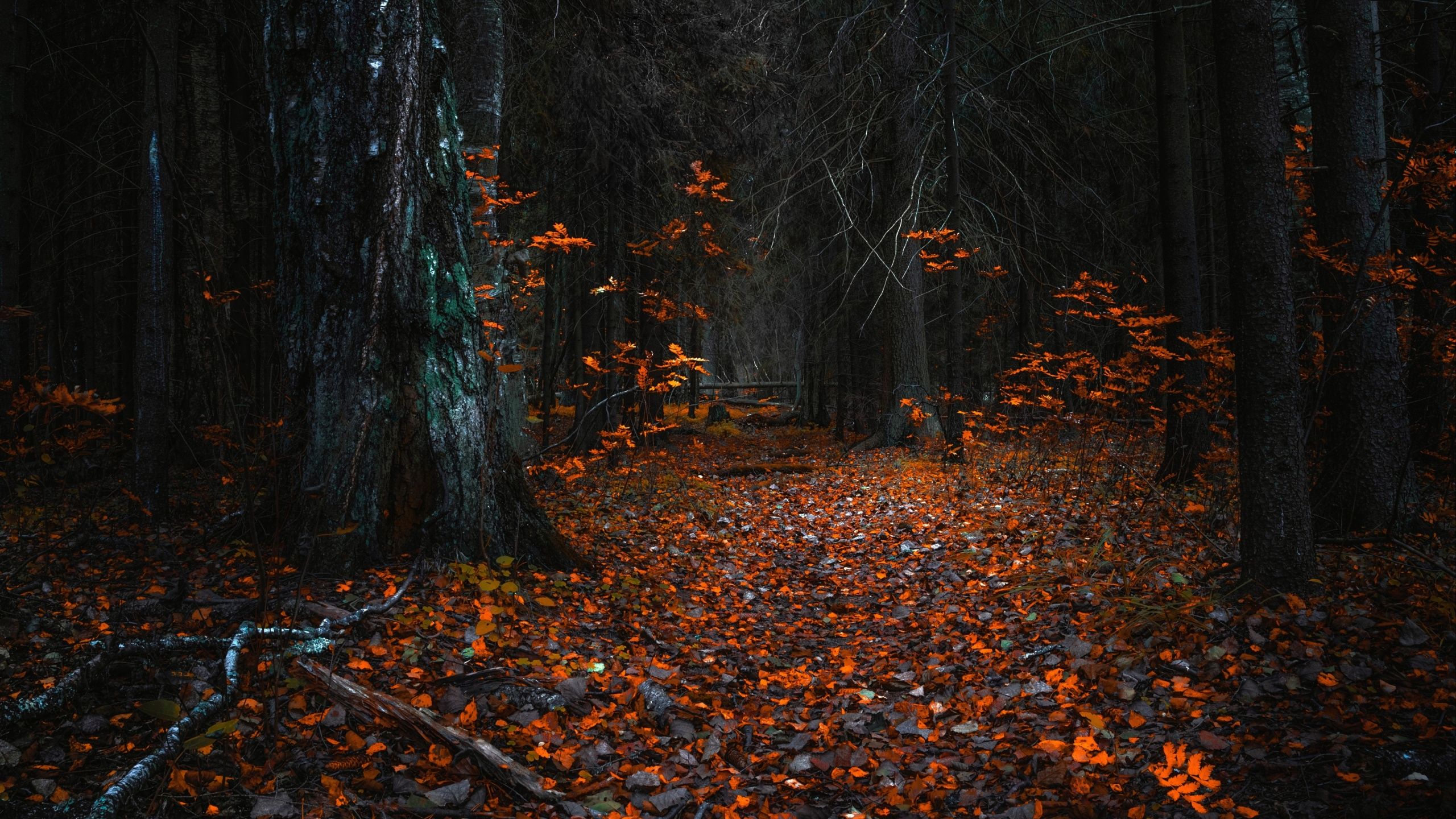 Nature Autumn Forest Wallpaper