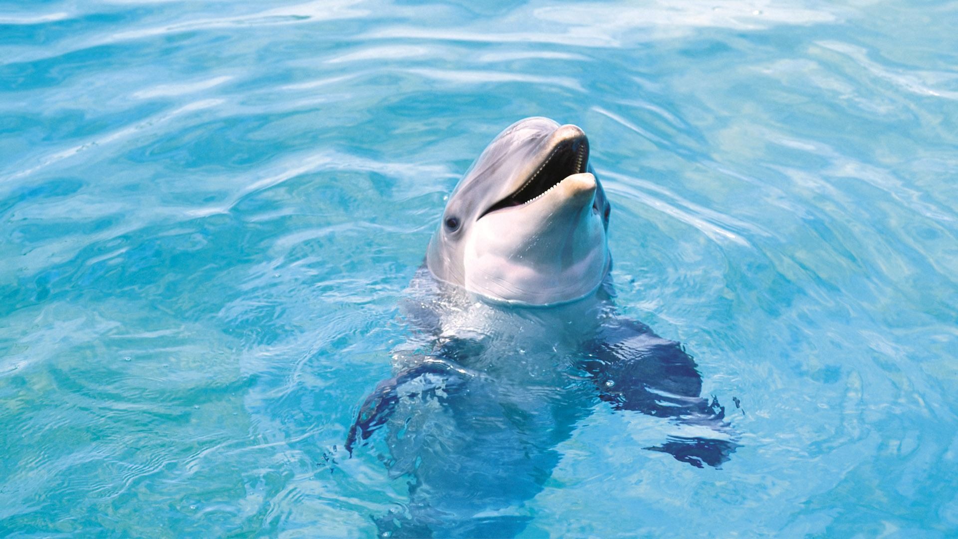 dolphin 3. Dolphins animal, Ocean animals, Worlds cutest animals