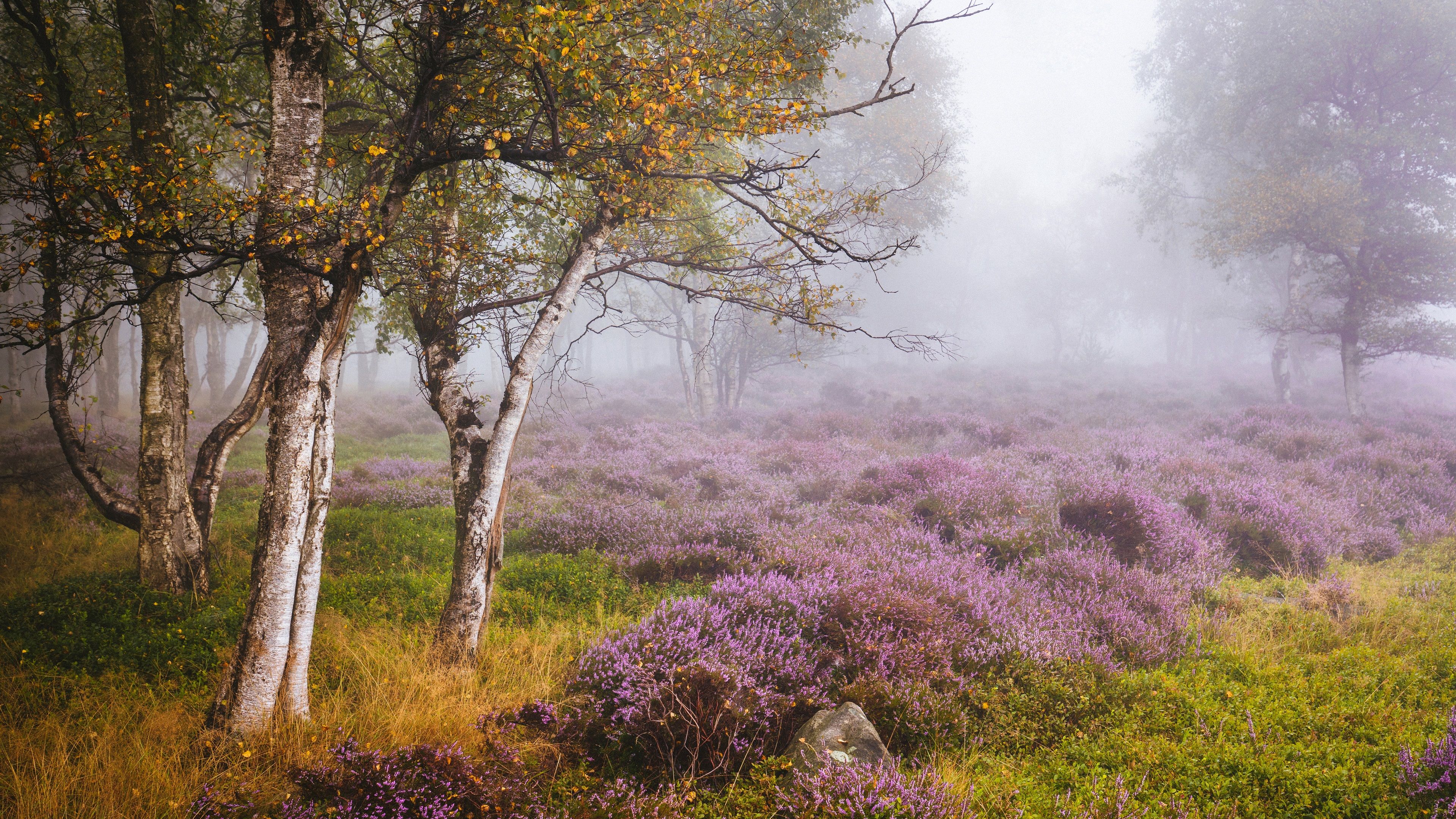 Autumn Heather Wallpapers - Wallpaper Cave