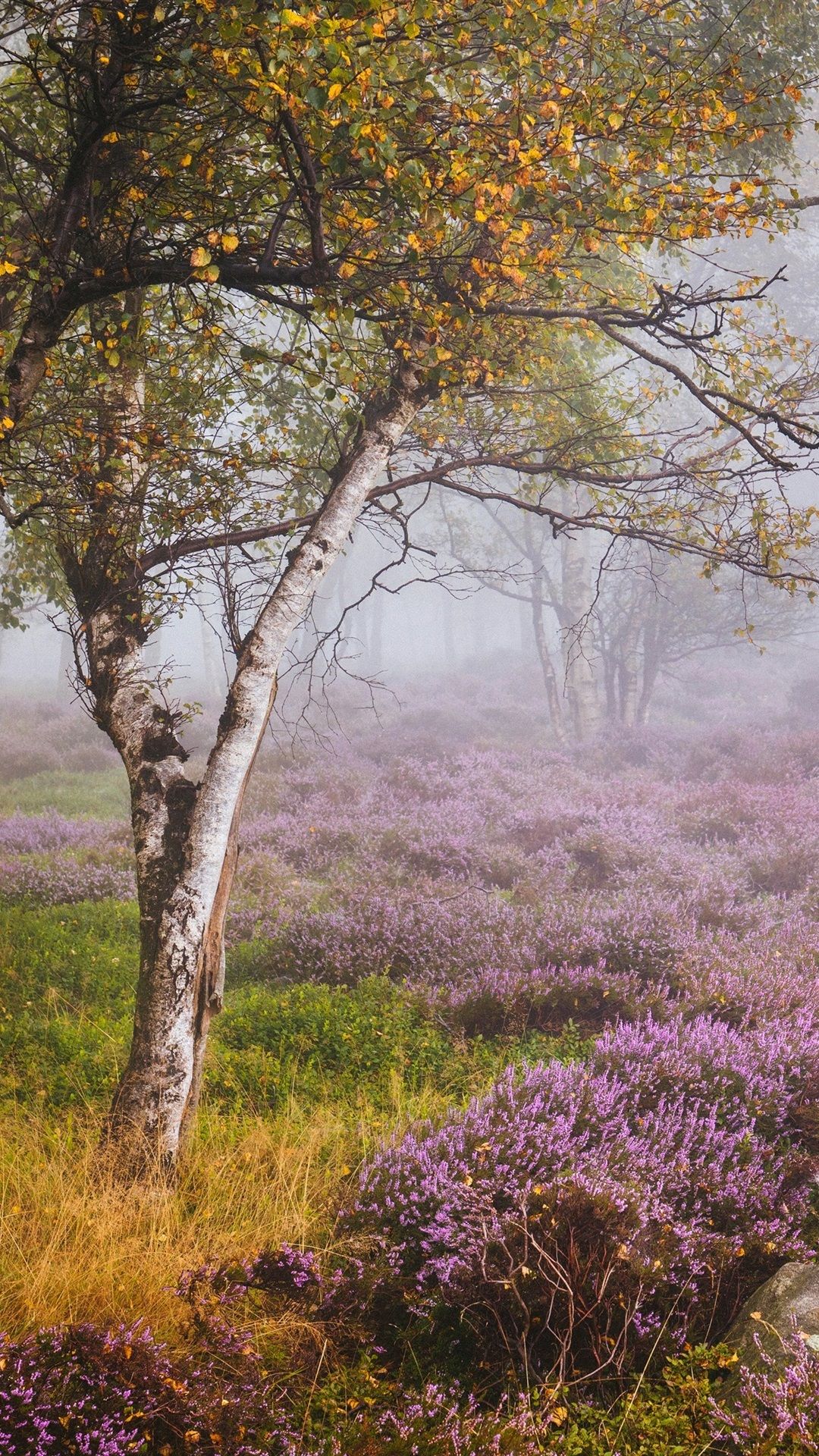 England, Heather, Derbyshire, Birch Forest, Wildflowers, Fog, Autumn 1080x1920 IPhone 8 7 6 6S Plus Wallpaper, Background, Picture, Image