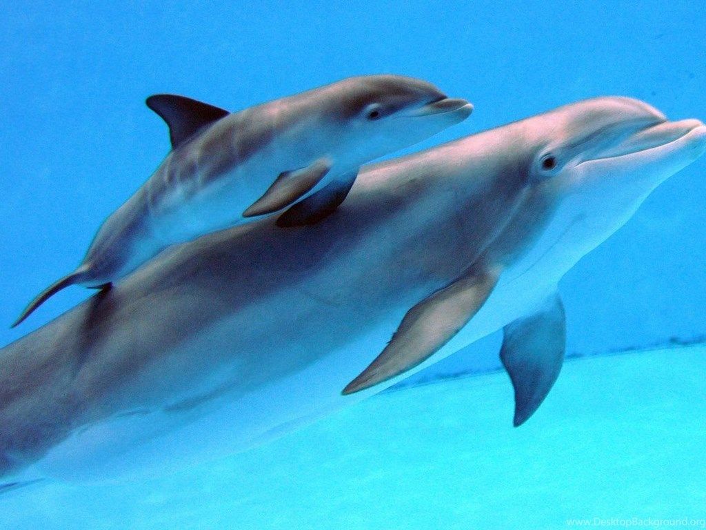 Newborn Baby Dolphins Wallpaper. Desktop Background