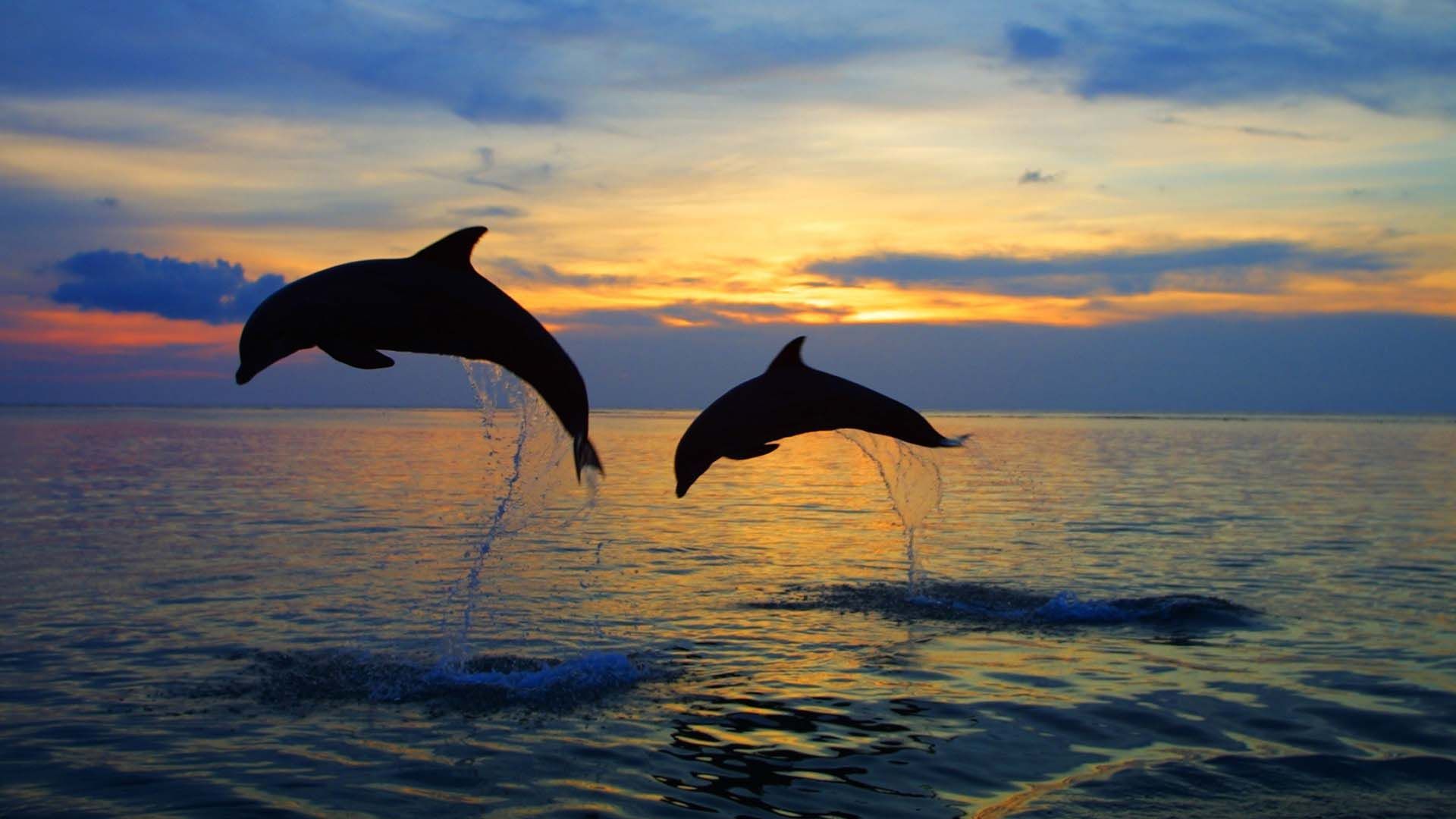 Baby Dolphins Jumping In The Sunset Wallpaper (1920×1080). Dolphin Tours, Dolphins, Animals