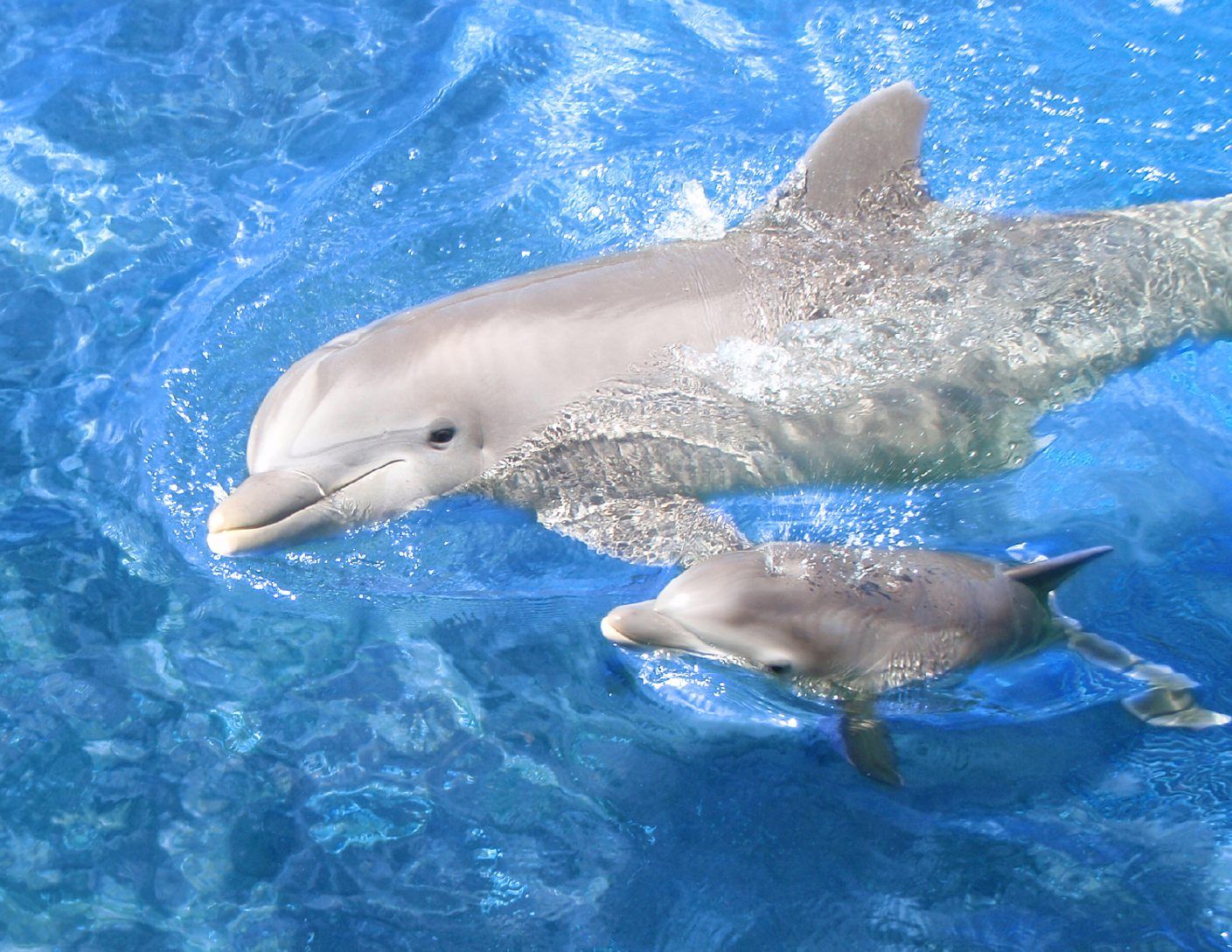 Cute Baby Dolphin HD Wallpaper