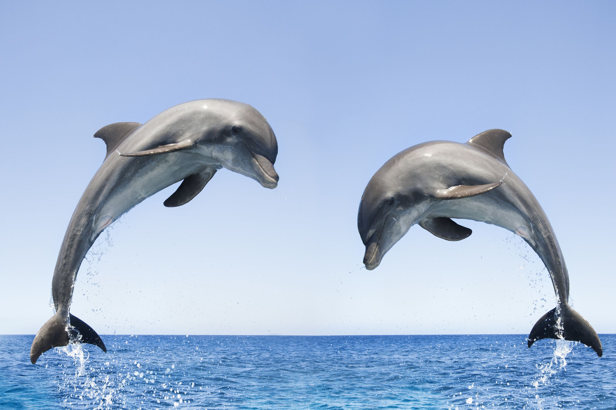 Baby Dolphins Wallpapers - Wallpaper Cave