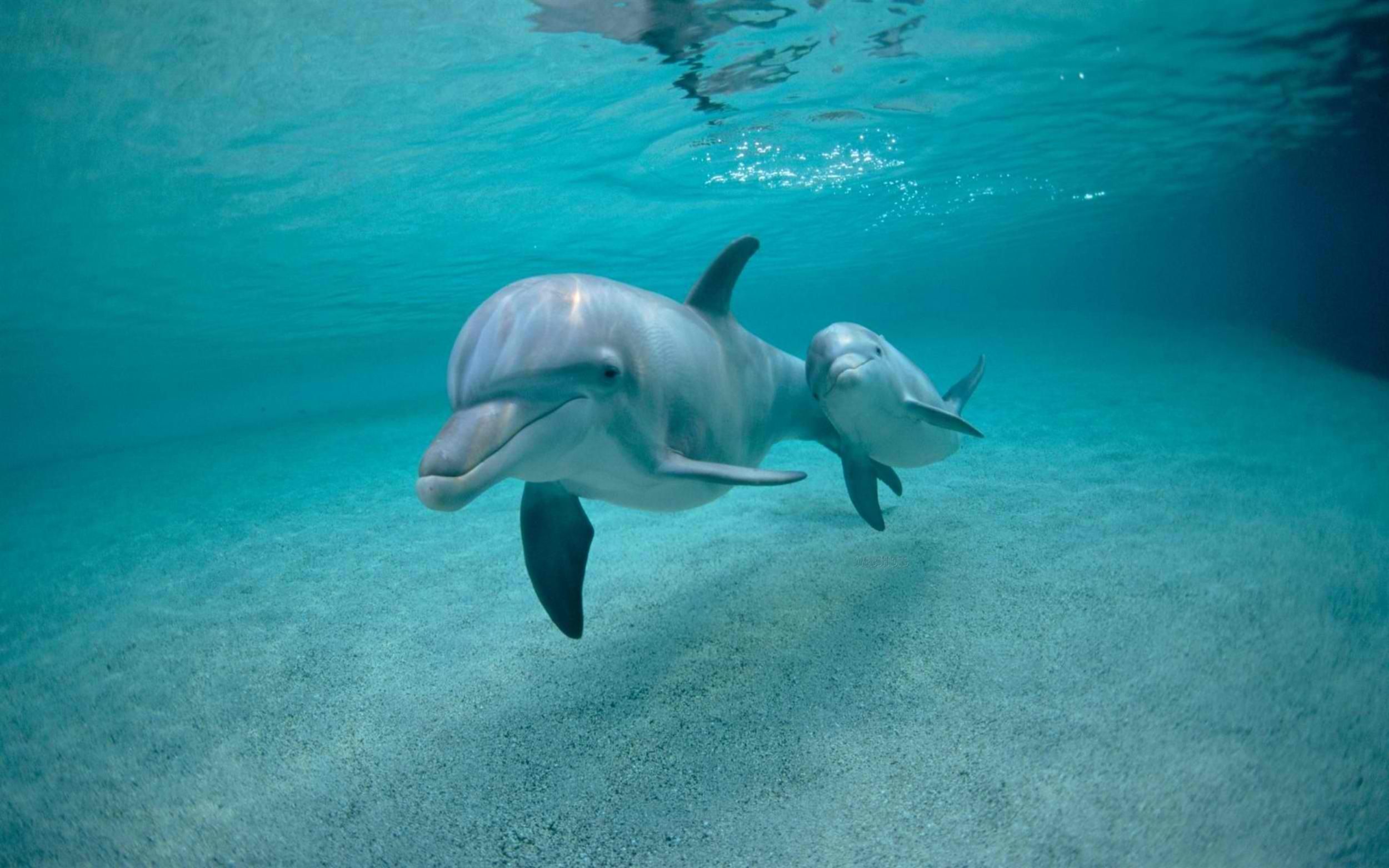Baby Dolphins Wallpaper