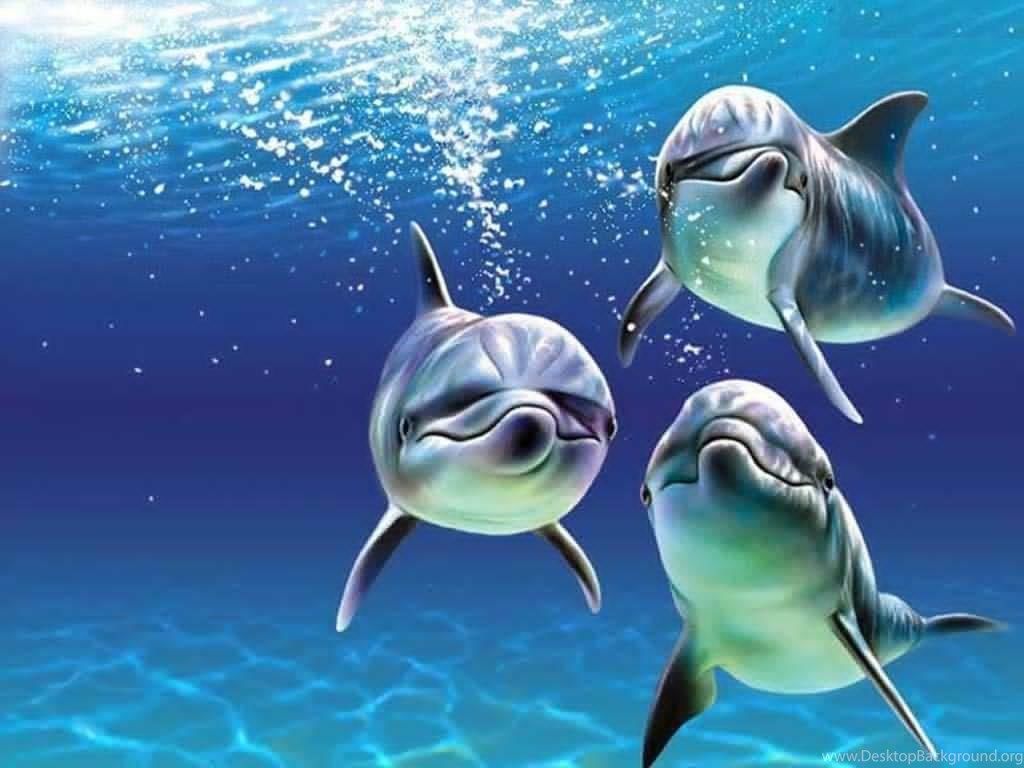 Baby Dolphins Wallpaper Desktop Background
