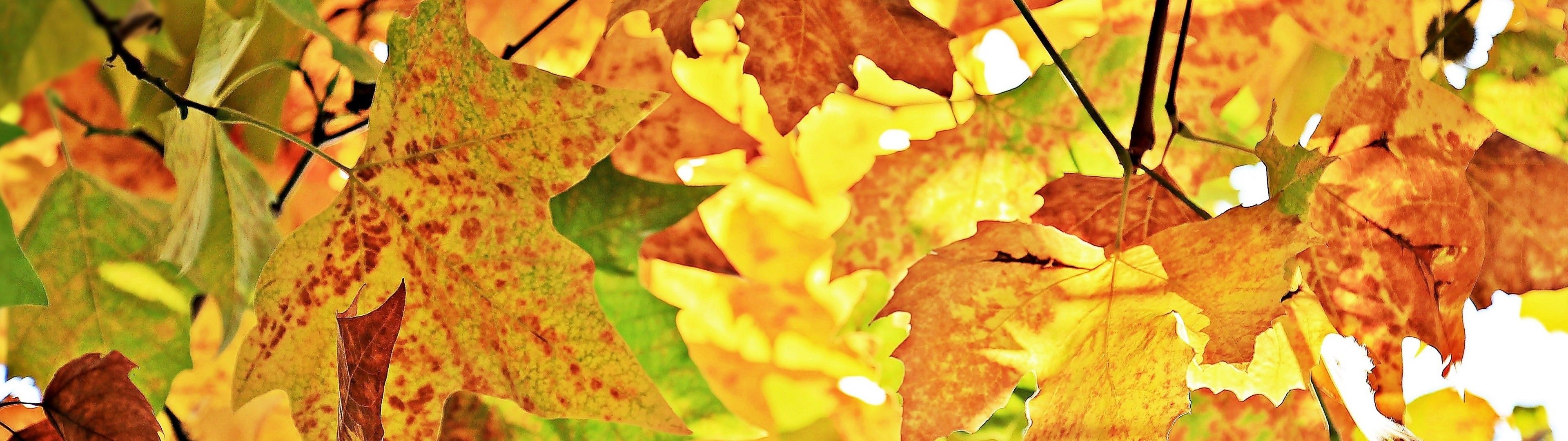 Download 3840x1080 Fall, Leaves, Close Up Wallpaper