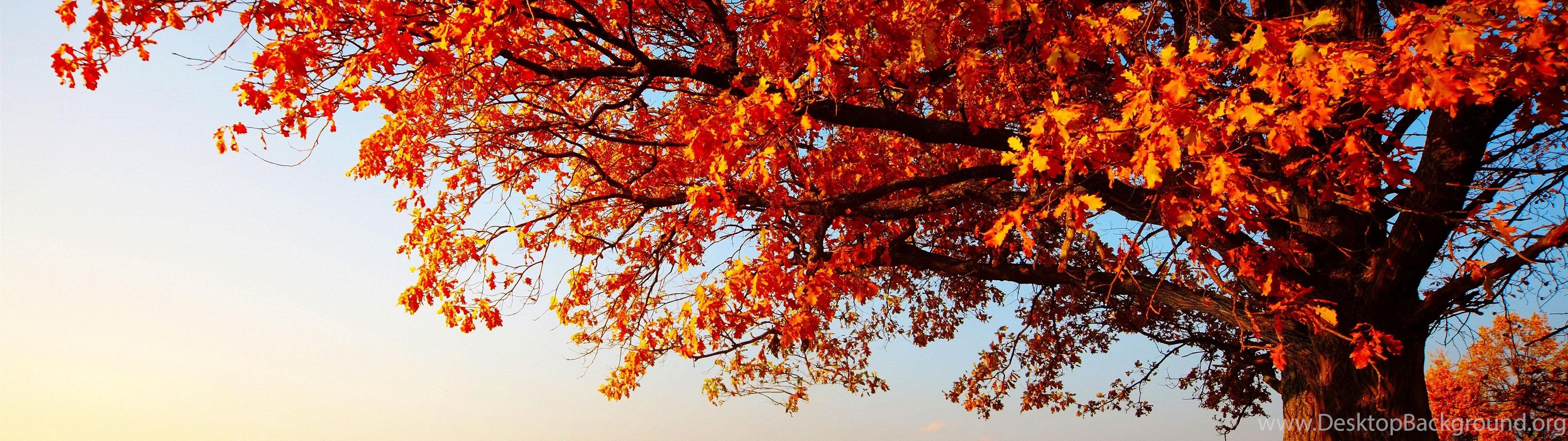 Gallery For Autumn Trees Desktop Wallpaper Desktop Background