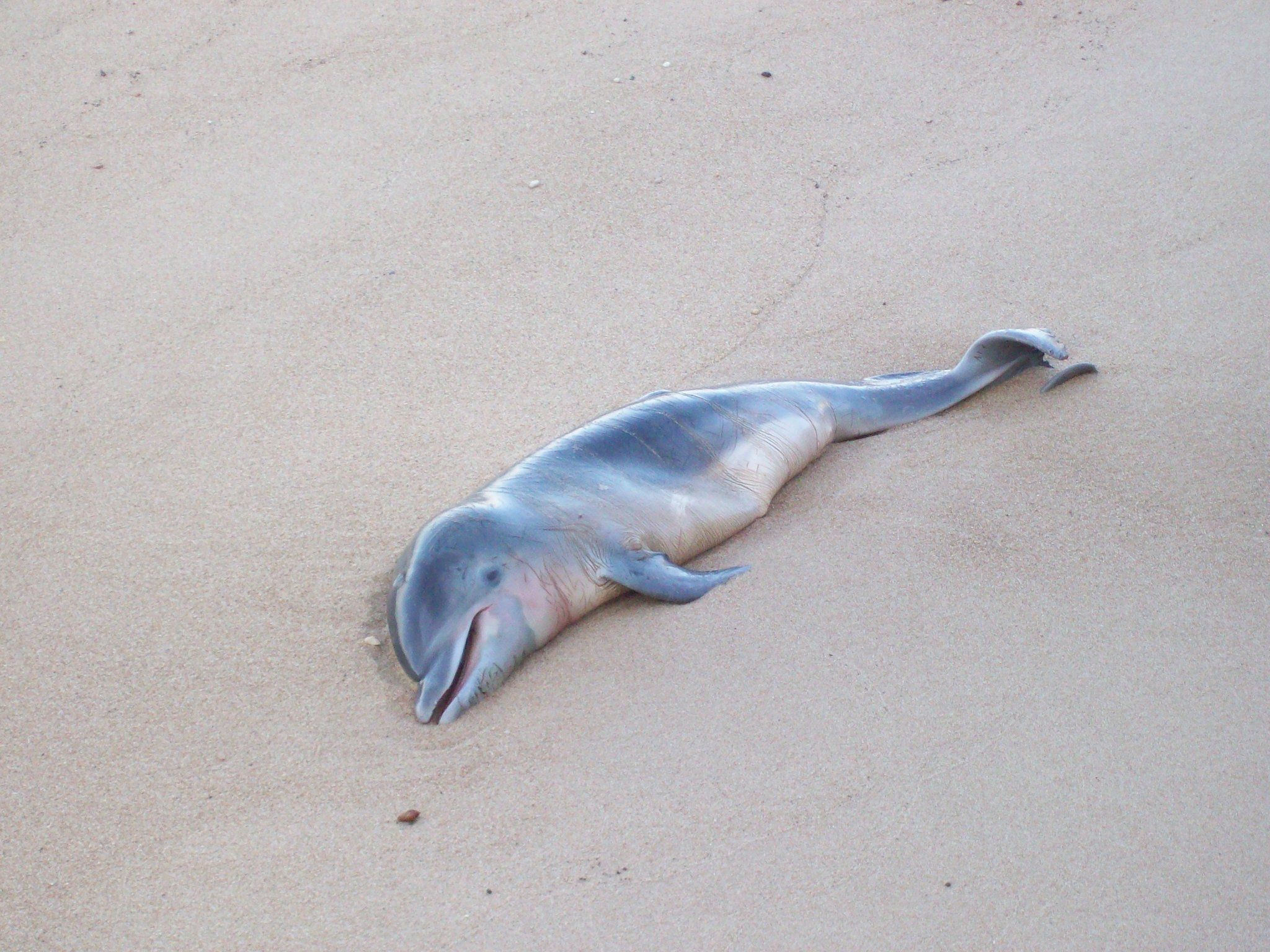 Another Dead Baby Dolphin: Shame On Social Media Driven Tourists