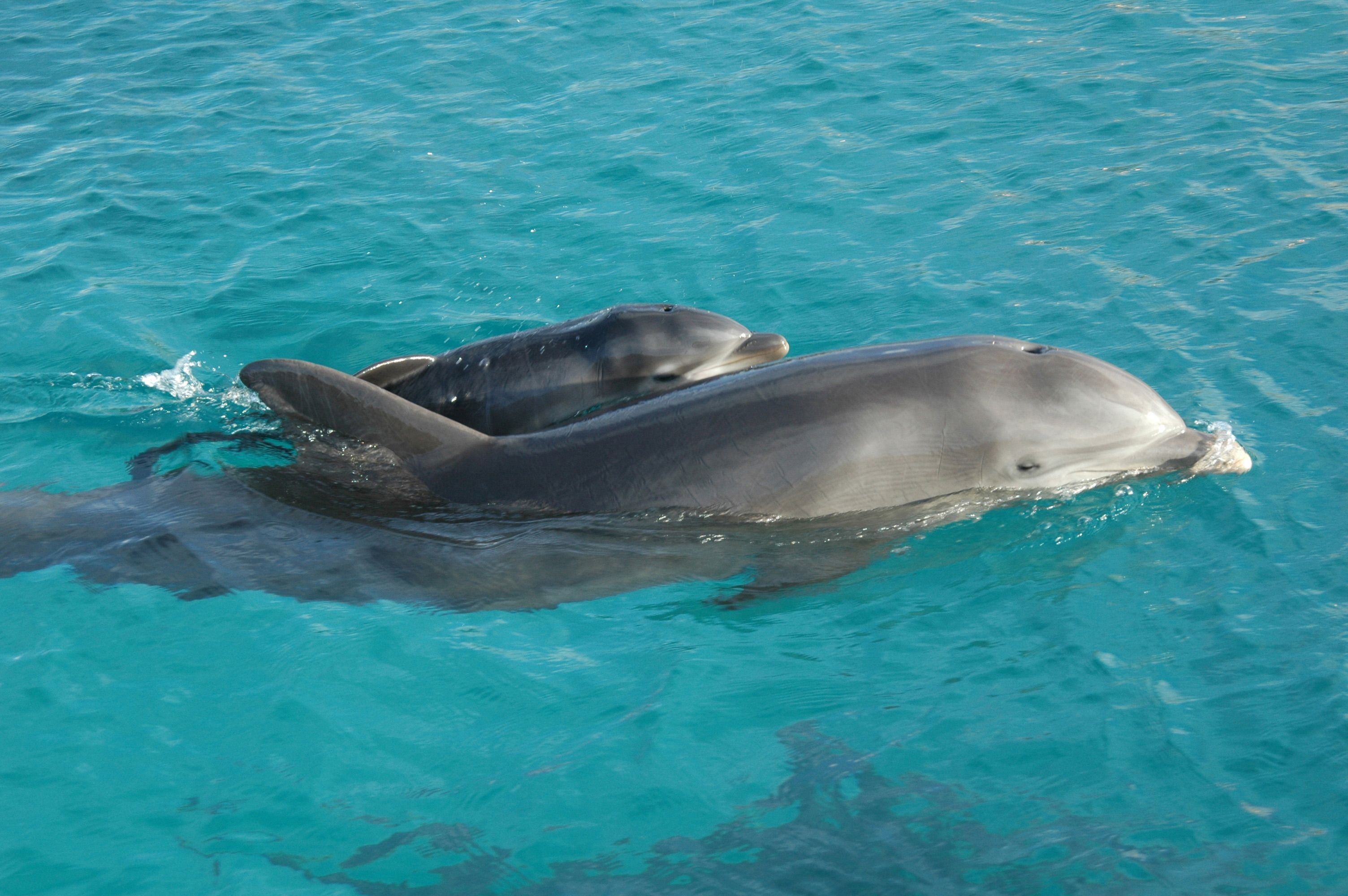 Curacao Dolphin Academy Welcomes Newborn Baby Dolphin