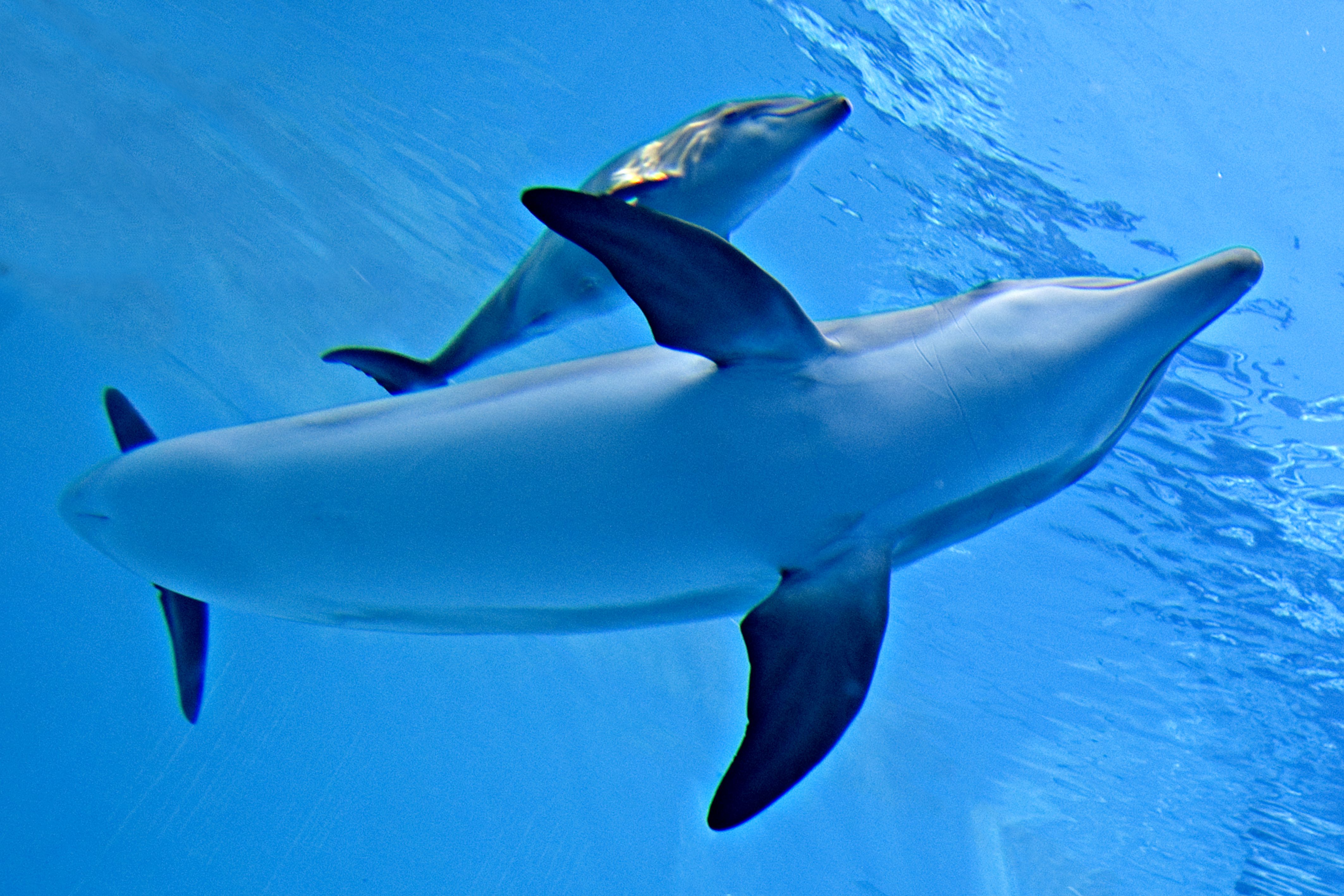 Baby dolphin and its mother