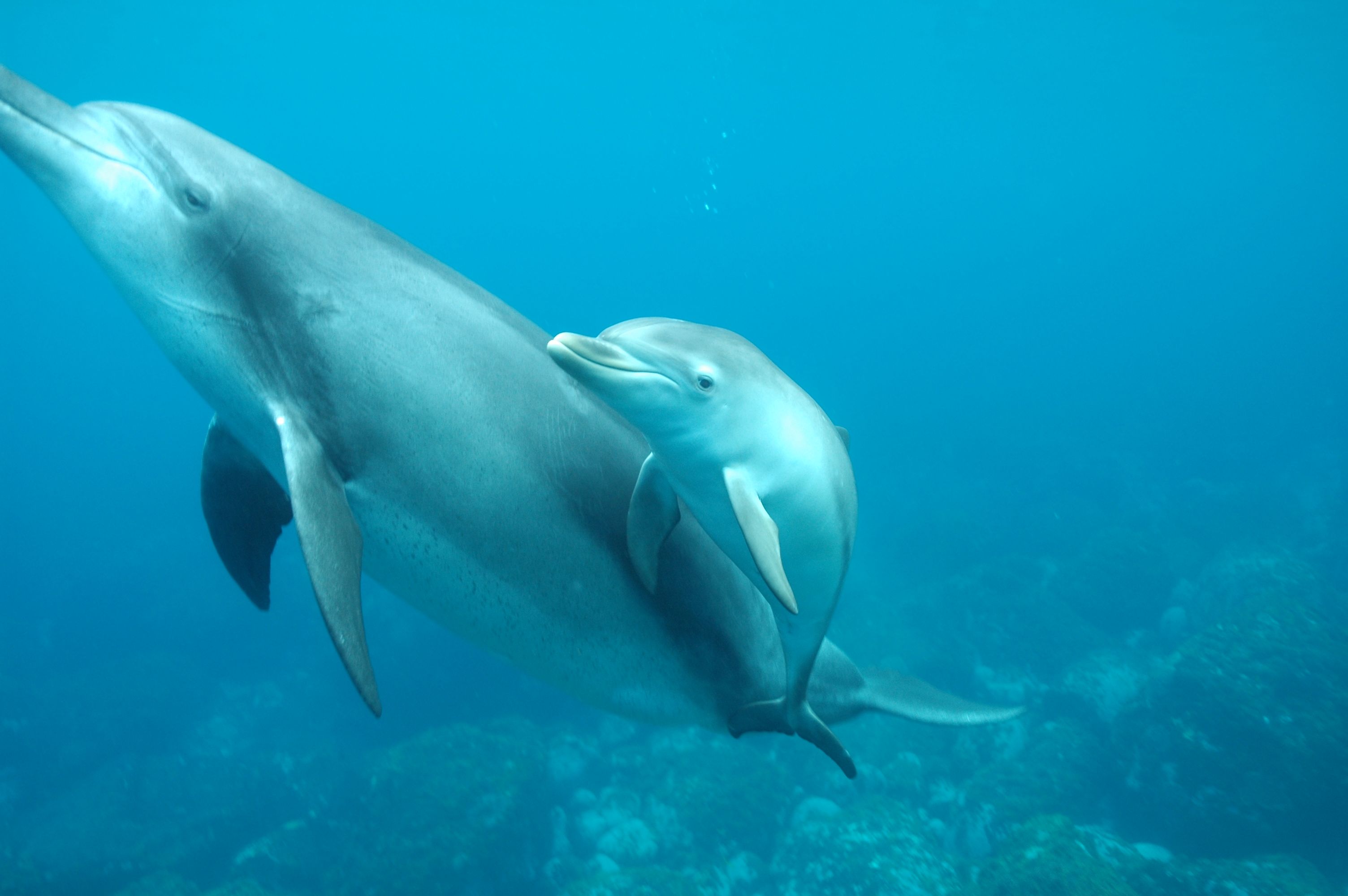 Wild Dolphins Swim, Mikura Island Day 1.