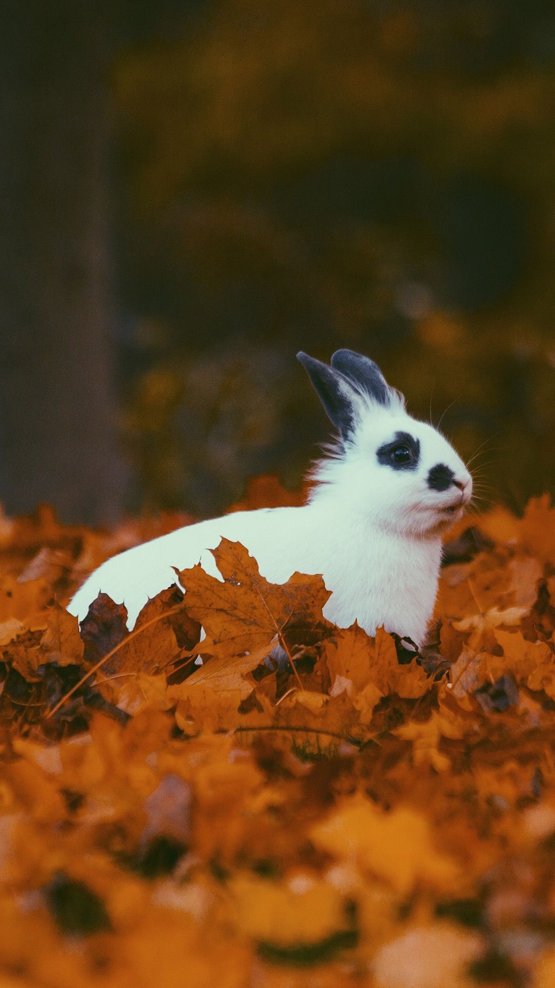 Bunny rabbit phone wallpaper Rabbit: Conejo: Lapin: Kani: Bunny Animals, Rabbit, Bunny rabbit