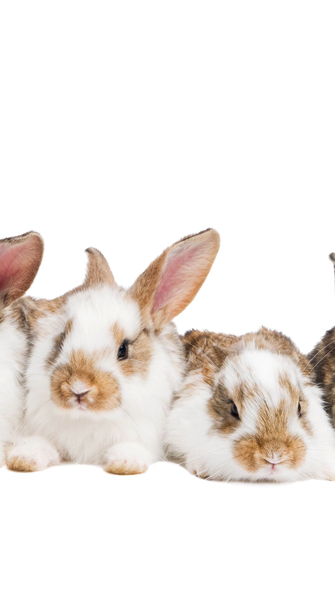 Desktop Wallpaper Rabbits animal White background 1080x1920