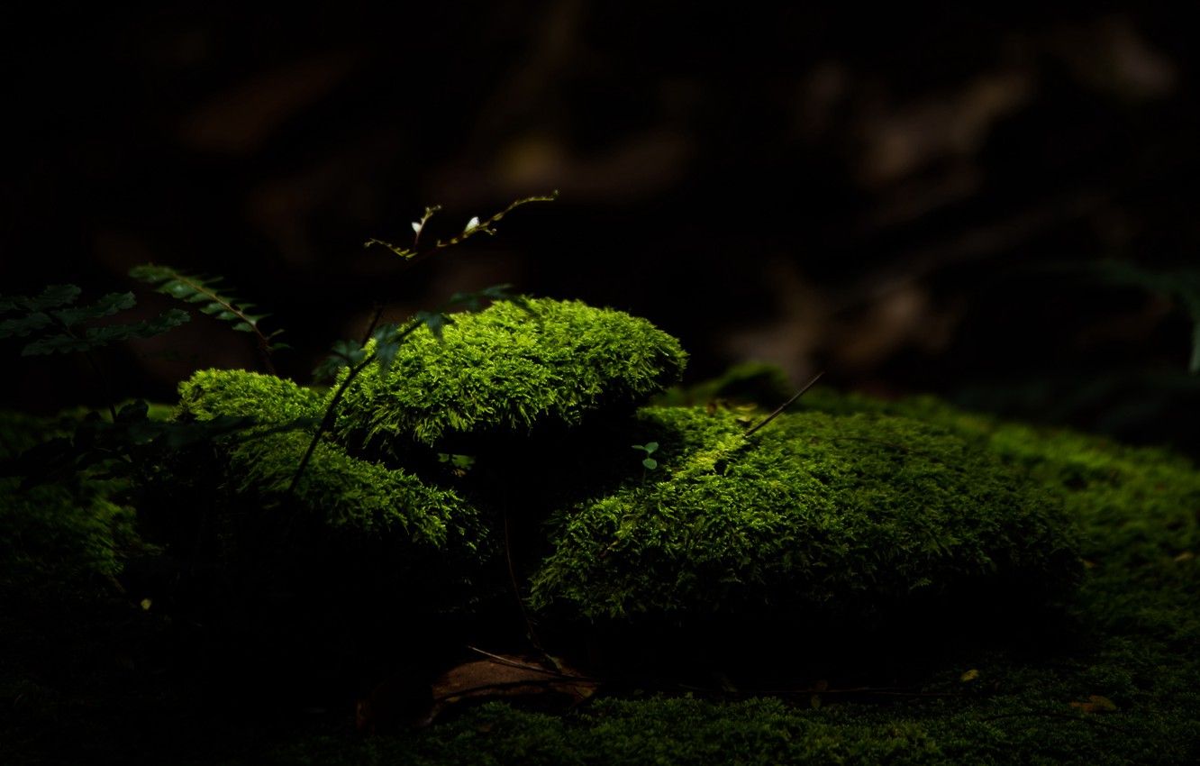 Wallpaper green, dark, nature, macro, blur, moss, 4k ultra HD background image for desktop, section макро