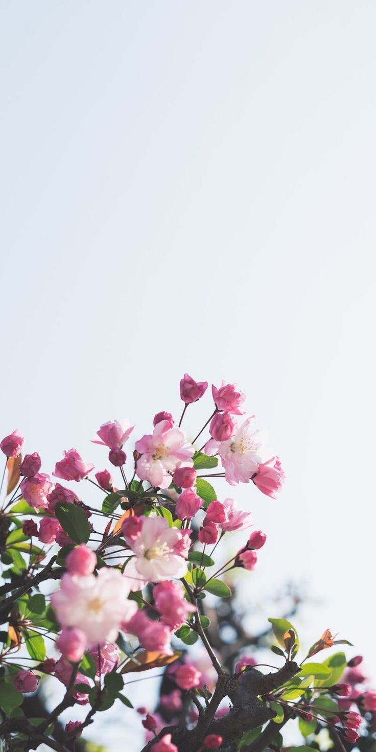 Blumenhintergründe für iPhone und Android Hochzeit. Floral wallpaper iphone, Vintage flowers wallpaper, Spring wallpaper