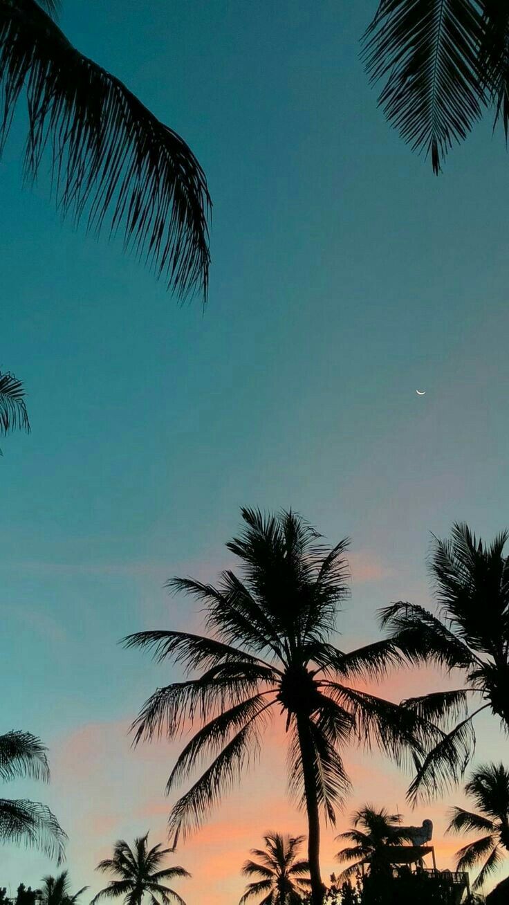 Cool Aesthetic Summer Background For Phones