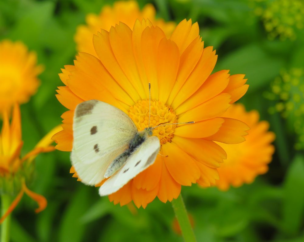 Orange Butterfly Wallpaper Tumblr
