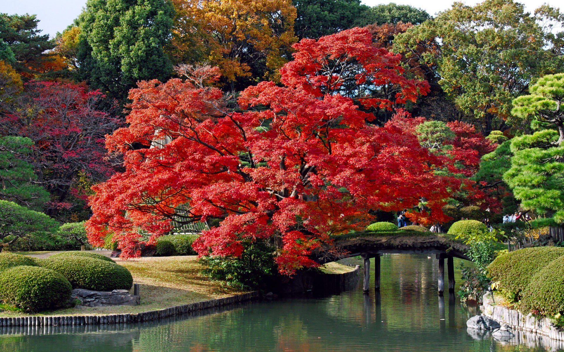 japan, Trees, Autumn, Bridges, Lakes, Colors Wallpaper HD / Desktop and Mobile Background