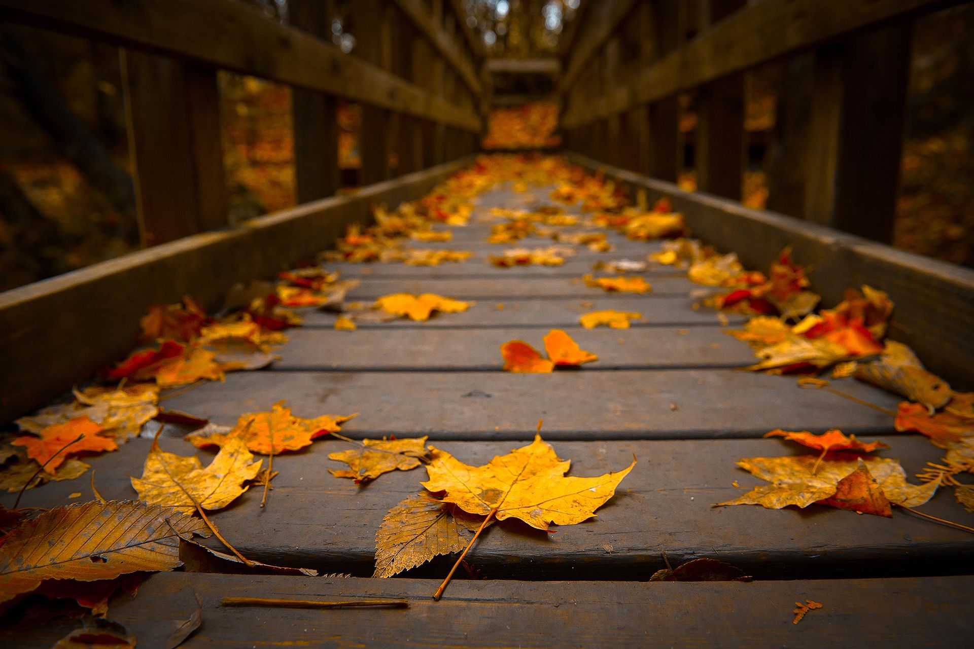 Autumn Leaves on a Bridge # 1920x1280. All For Desktop