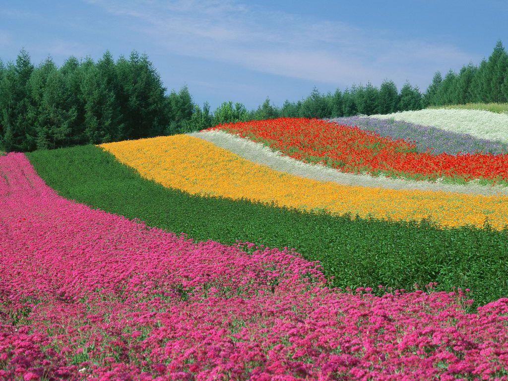Free Download: World Most Beautiful Flowers Colour Full HD Desktop Wallpaper. Most beautiful flowers, Beautiful flowers garden, Amazing gardens