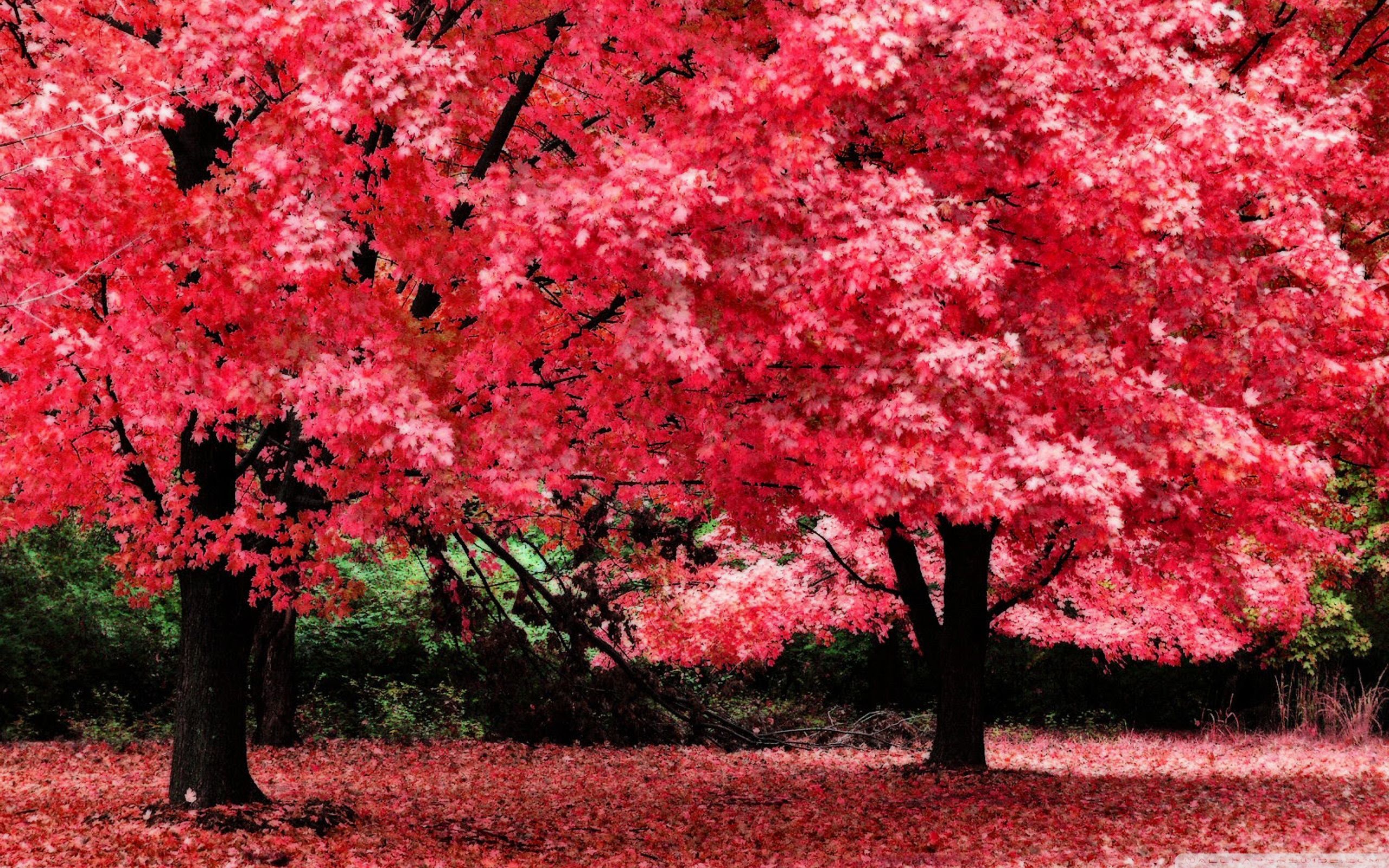 Pink Autumn Foliage Ultra HD Desktop Background Wallpaper for 4K UHD TV, Tablet