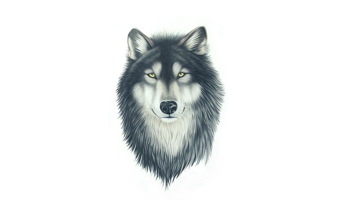 Wallpaper face, wolf, dog, head, painting, wolf image for desktop, section живопись