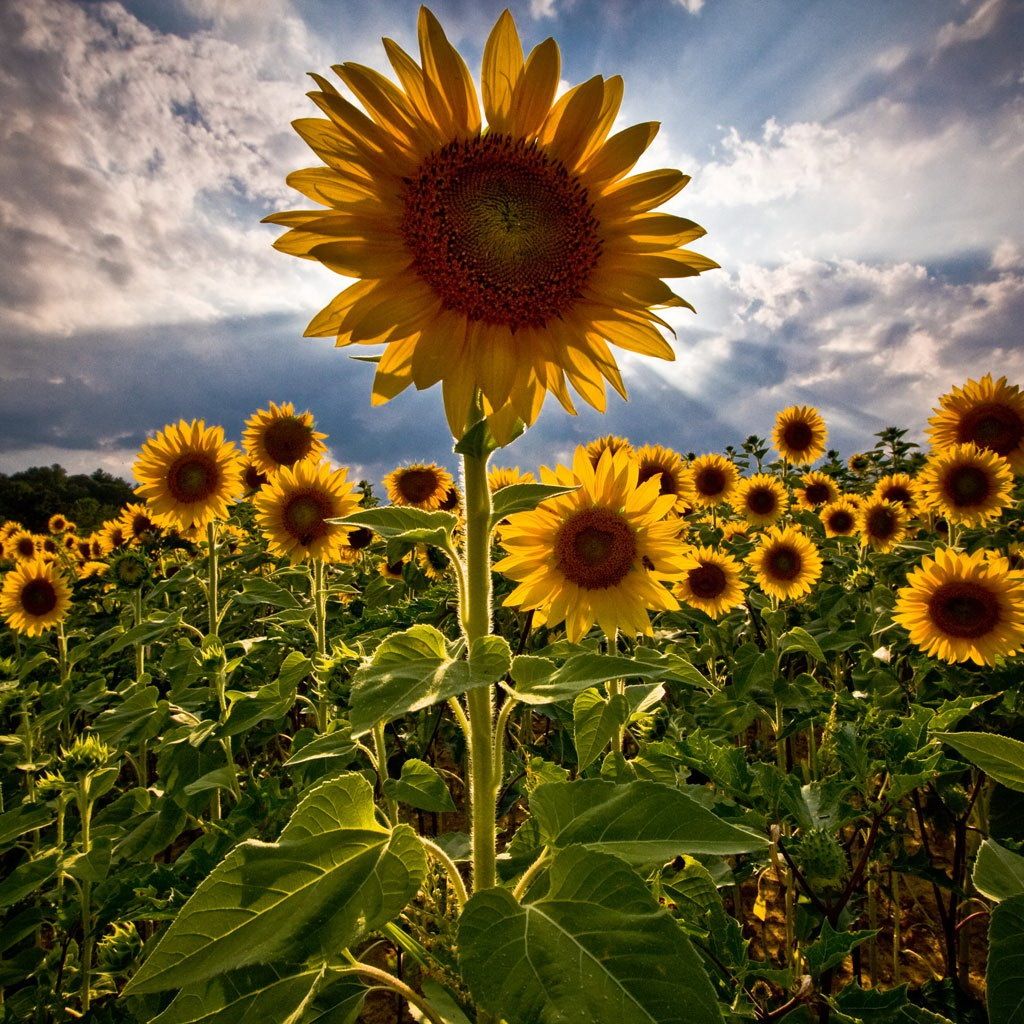Happy Sunflower Wallpapers - Wallpaper Cave