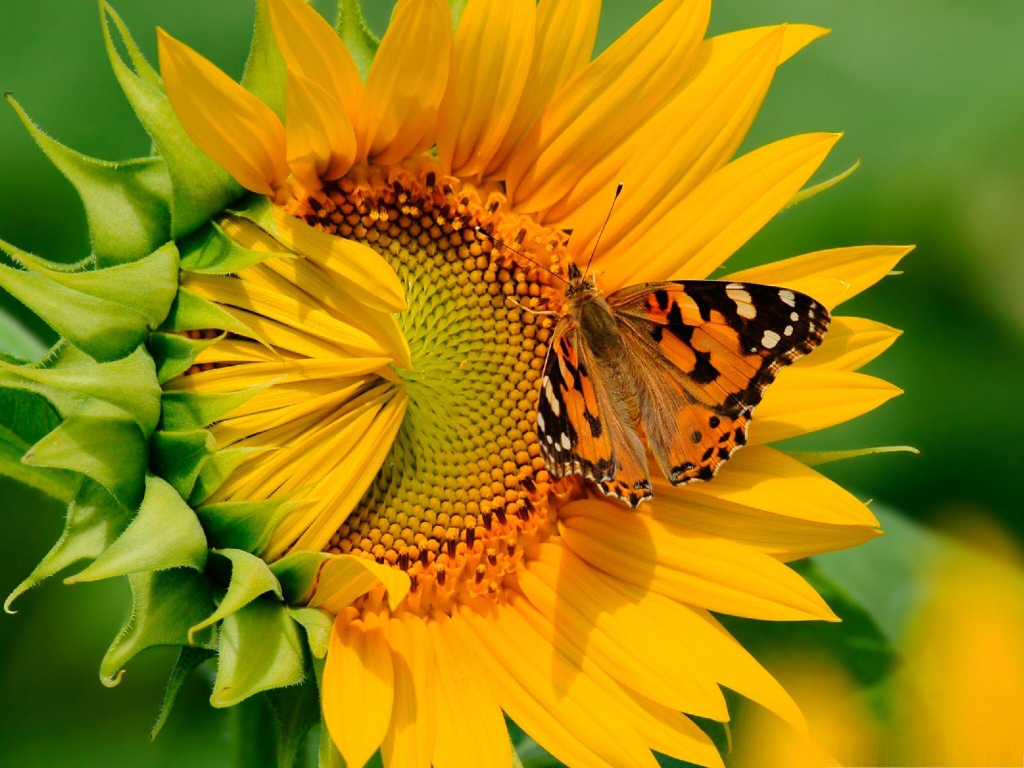 Orange butterfly on a sunflower summer day