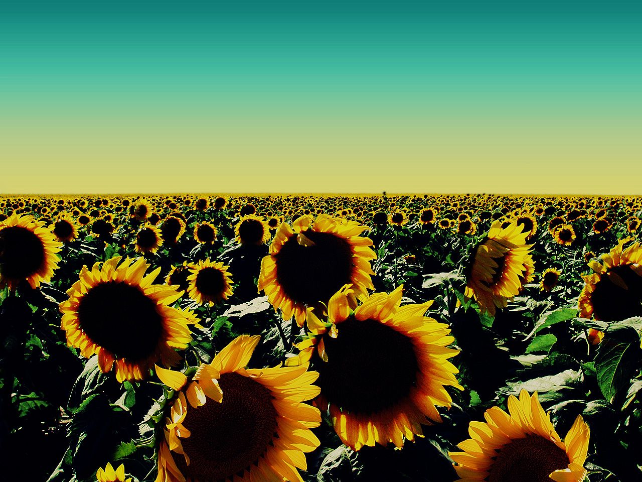 Happy Sunflower Wallpapers - Wallpaper Cave