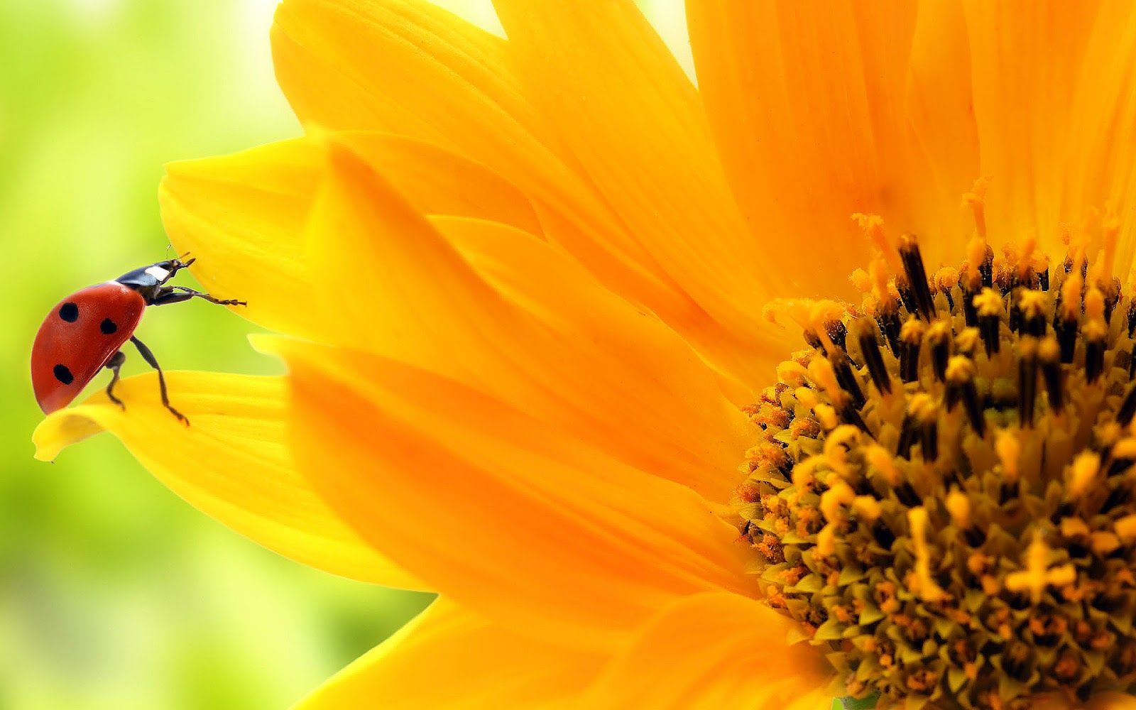 Happy Sunflower Wallpapers - Wallpaper Cave