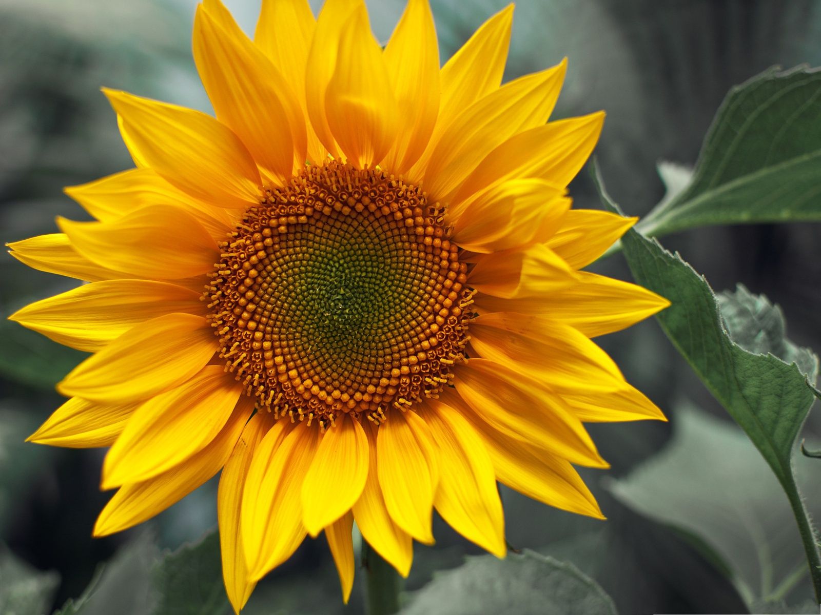 Happy Sunflower Wallpapers - Wallpaper Cave