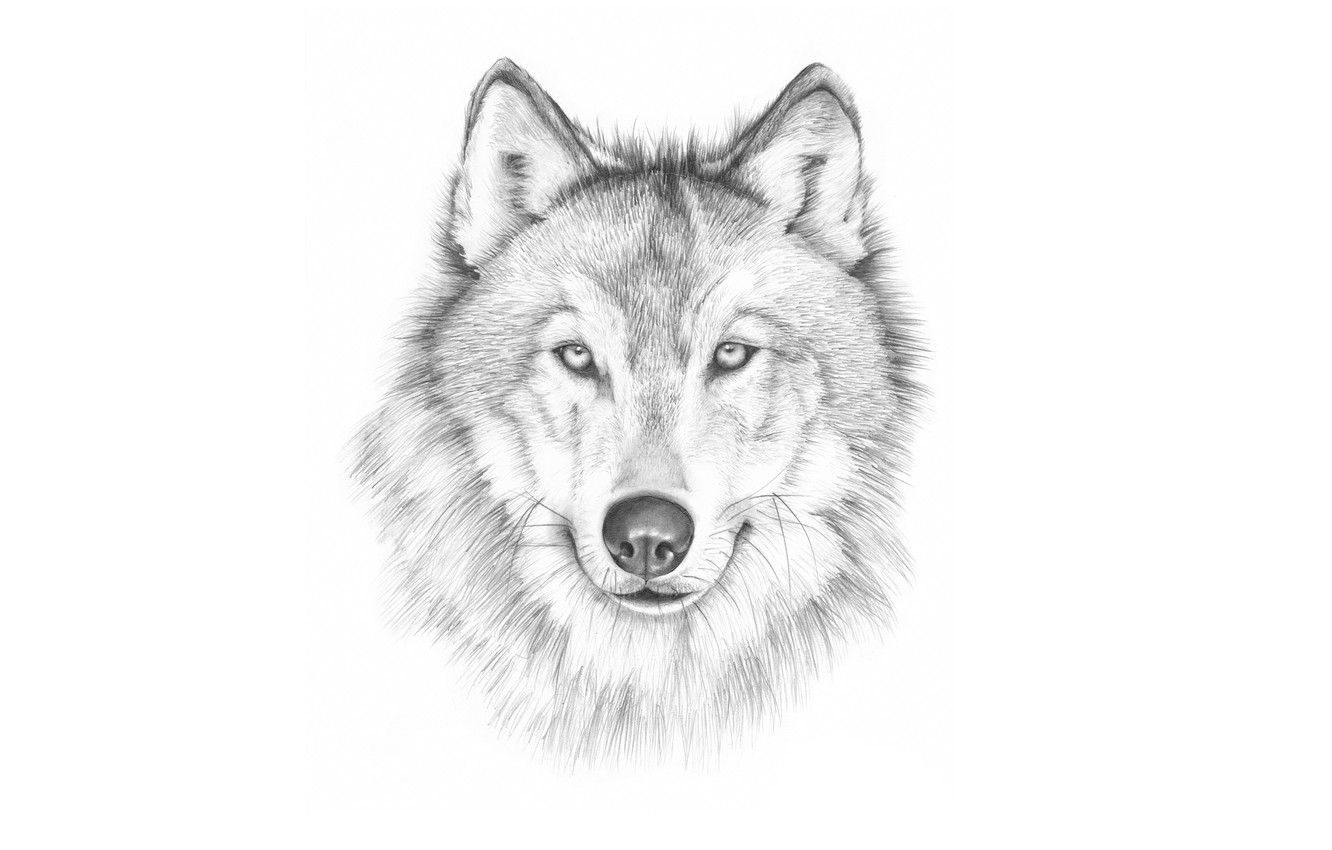 Wallpaper face, wolf, painting, light background, wolf image for desktop, section живопись