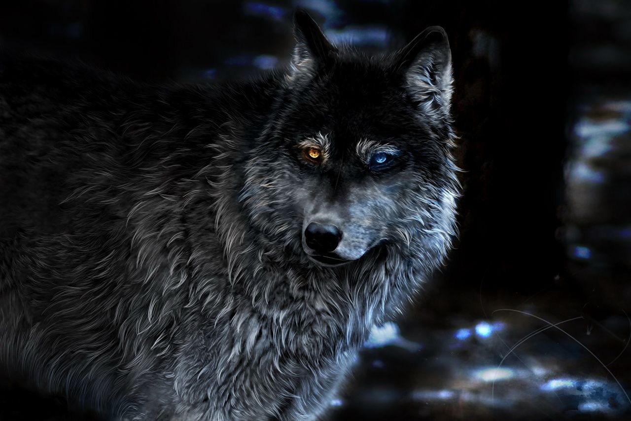 Desktop Wallpaper Wolves animal Painting Art