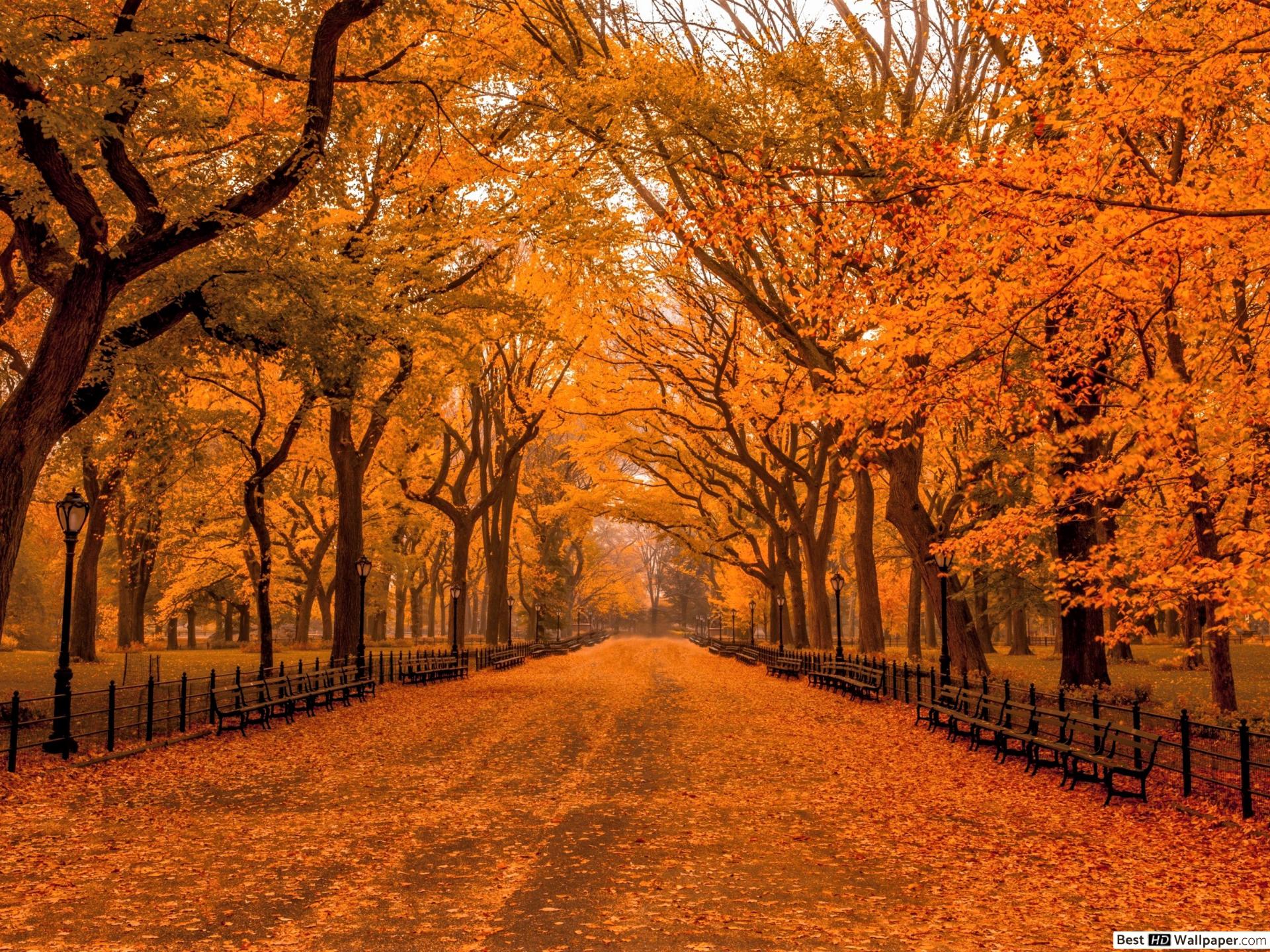Autumn in Central Park HD wallpaper download