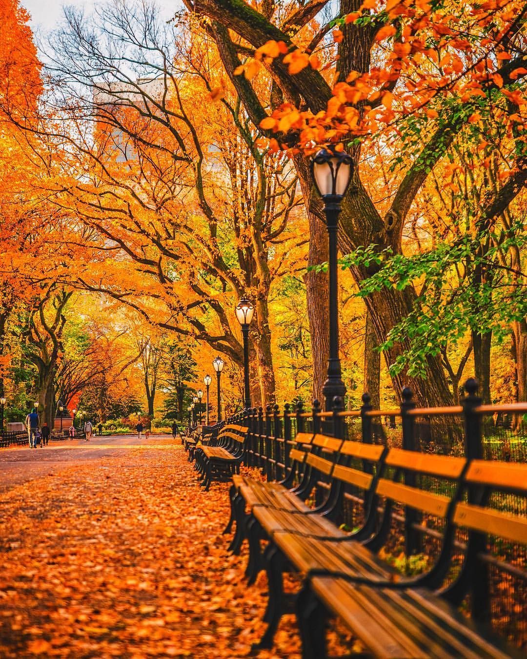 Central Park NYC. Autumn in new york, Central park nyc, Autumn scenery