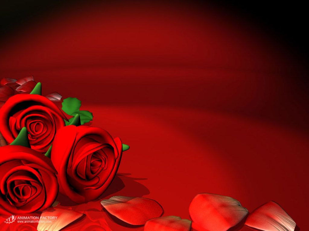 Red Flower Wallpaper, Animated Red Rose Image