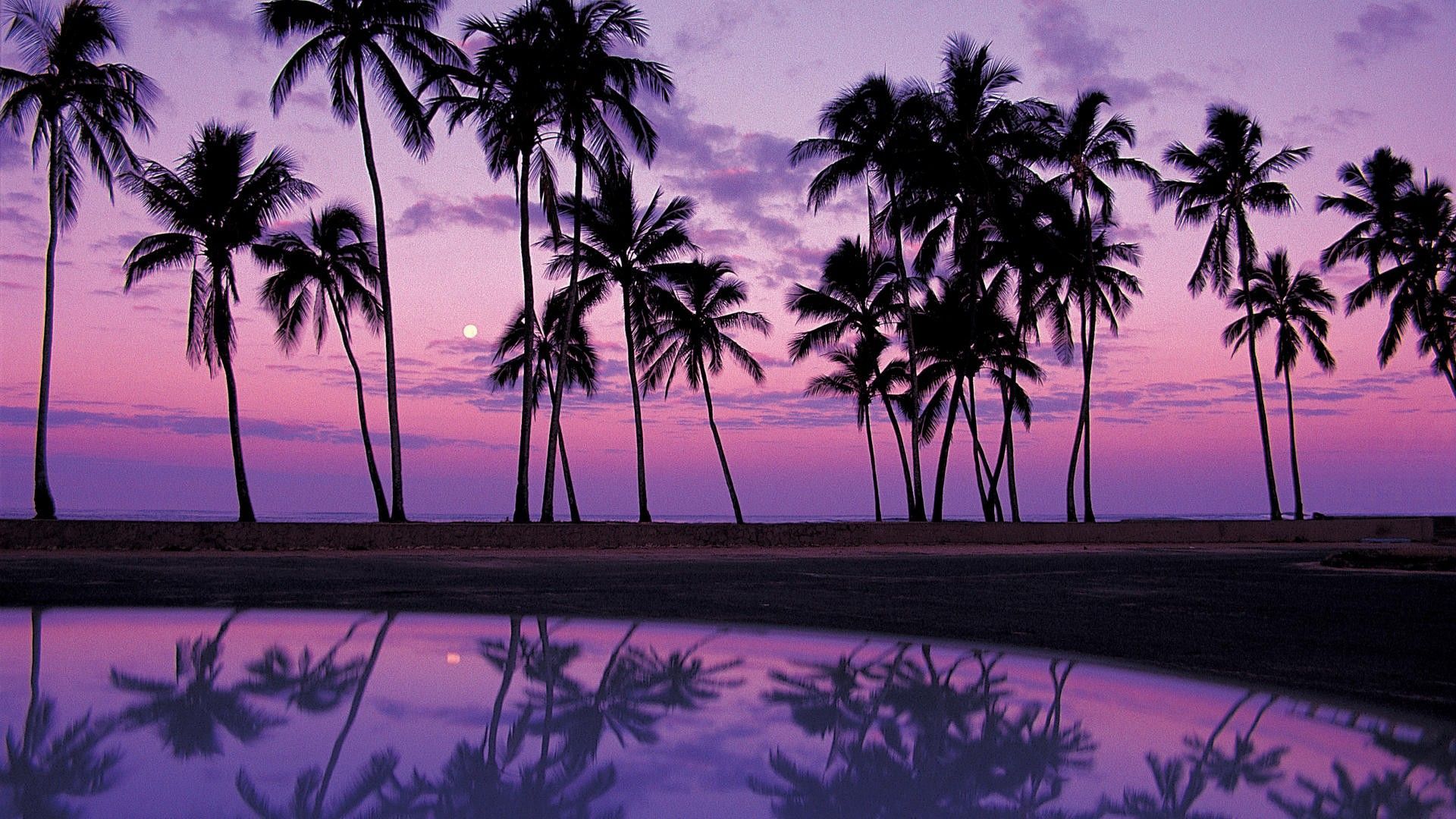 Palm Tree Background. Wallpaper, Background, Image, Art Photo. Beach sunset wallpaper, Sunset wallpaper, Beach wallpaper