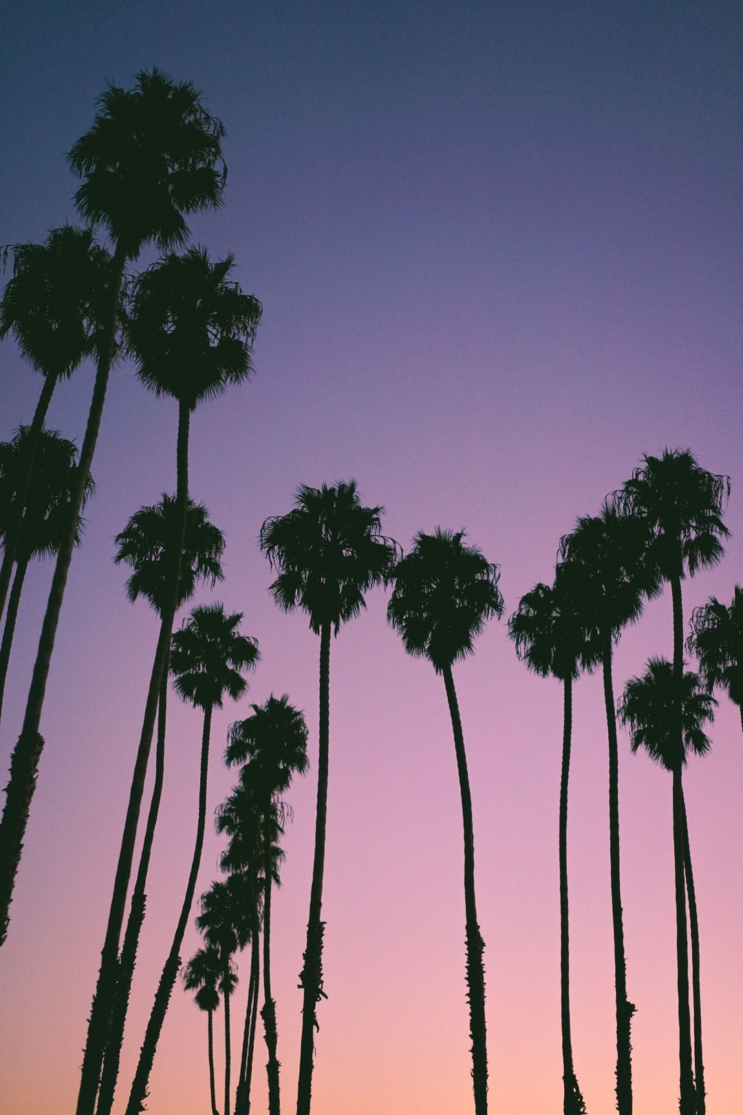 Download this free HD photo of sunset, purple, palm tree and beach in Montecito, Un. Jolis papiers peints, Papier peint coucher de soleil, Fond d'écran iphone été