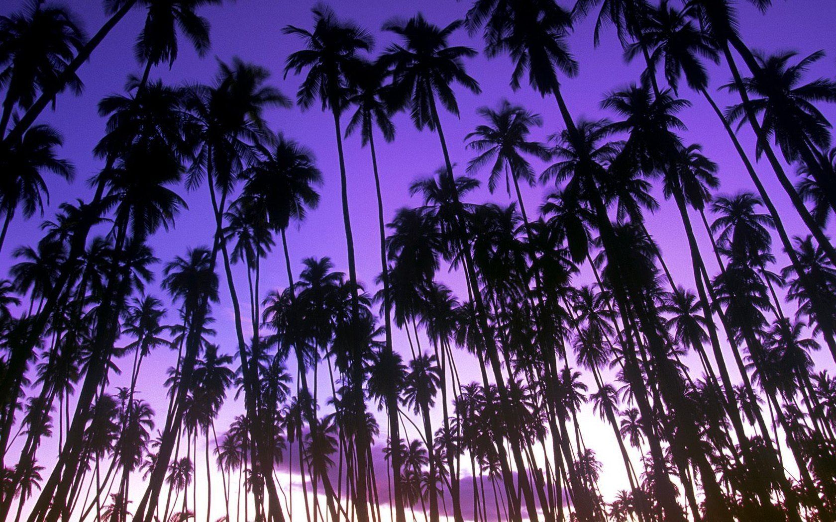 #palm trees, #purple, # dawn, #landscape, #beach, wallpaper. Mocah.org HD Wallpaper