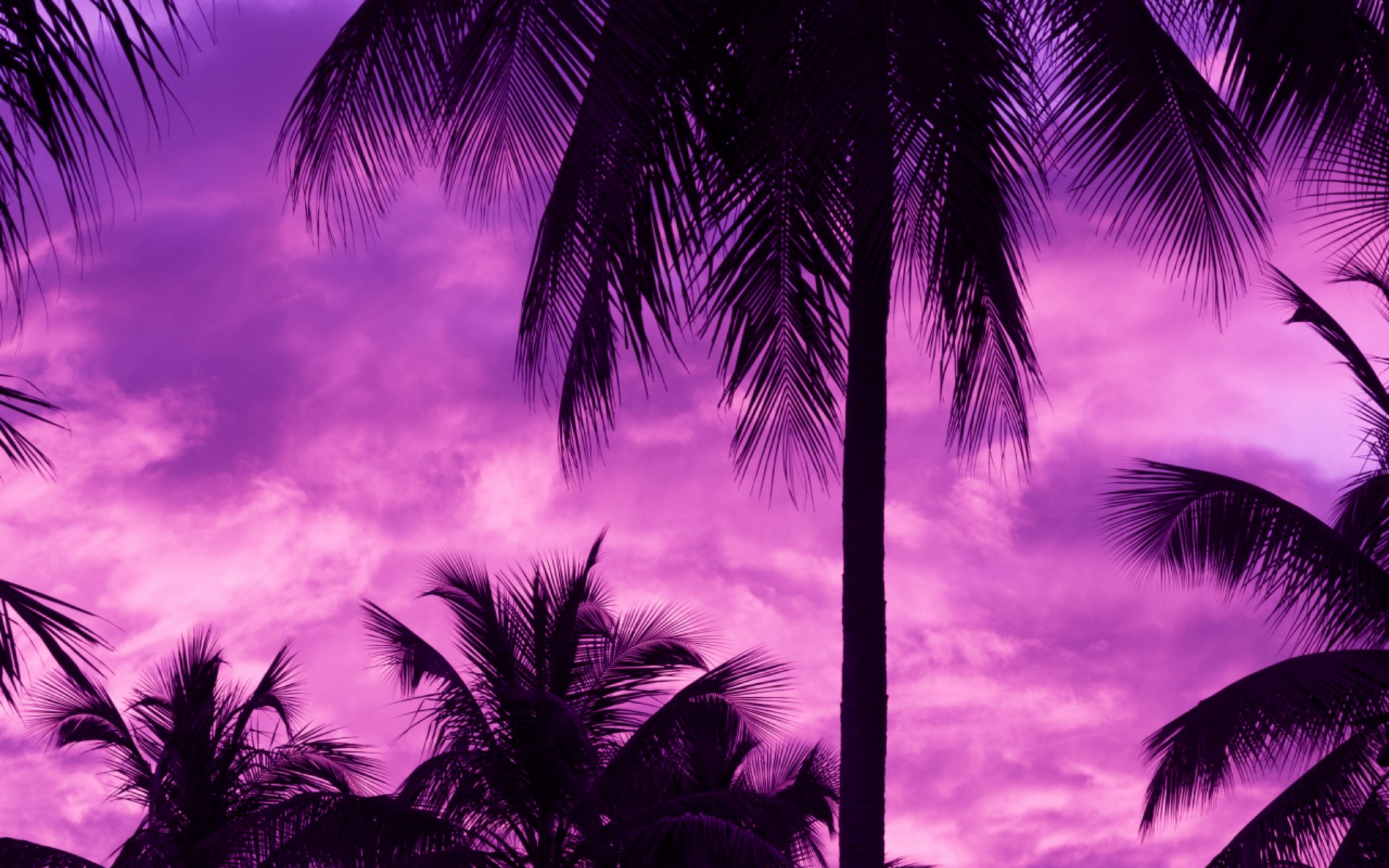 Download 2880x1800 Purple Sky, Palm Trees, Dark Wallpaper for MacBook Pro 15 inch
