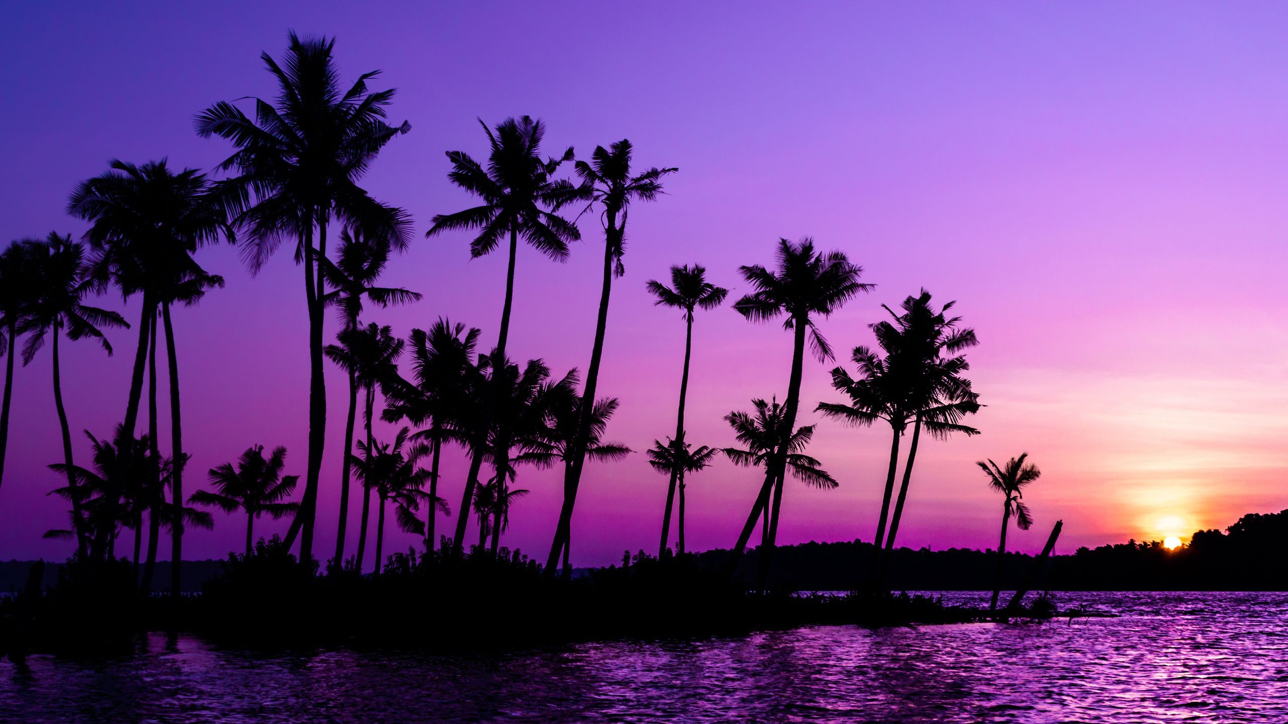 Download wallpaper 2560x1440 palm trees, silhouette, sunset, purple widescreen 16:9 HD background