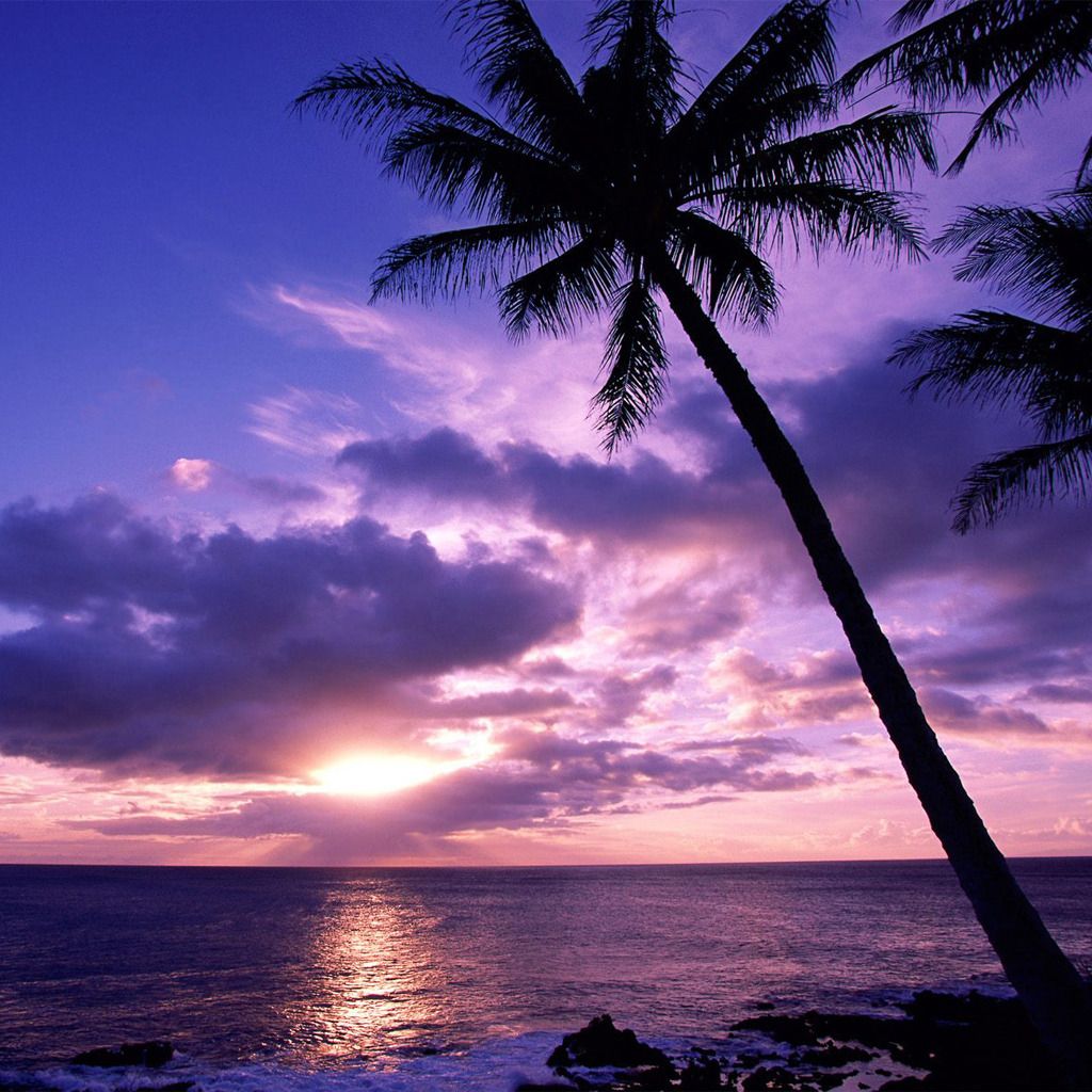 Palm Tree Sunset Wallpaper