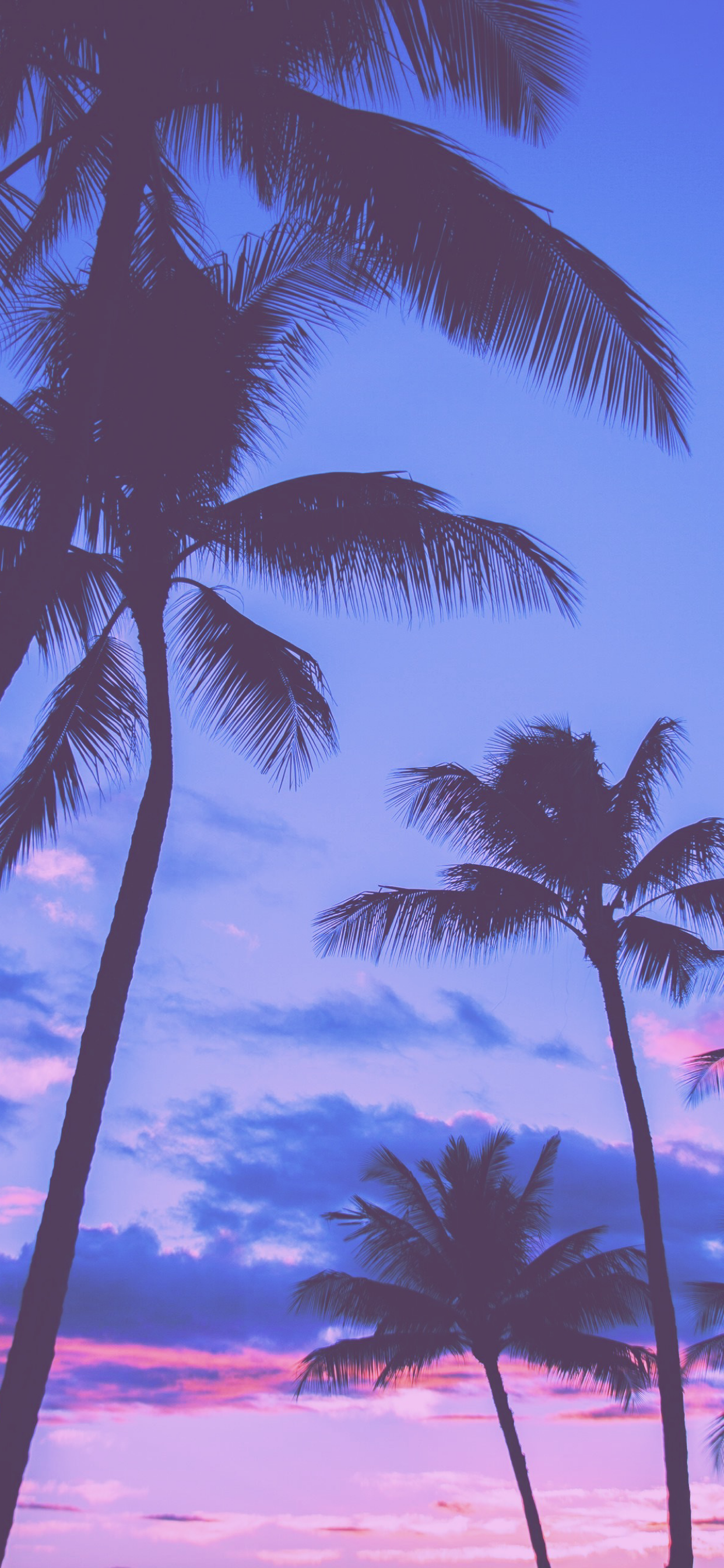 Purple Palm Trees HD Wallpapers - Wallpaper Cave