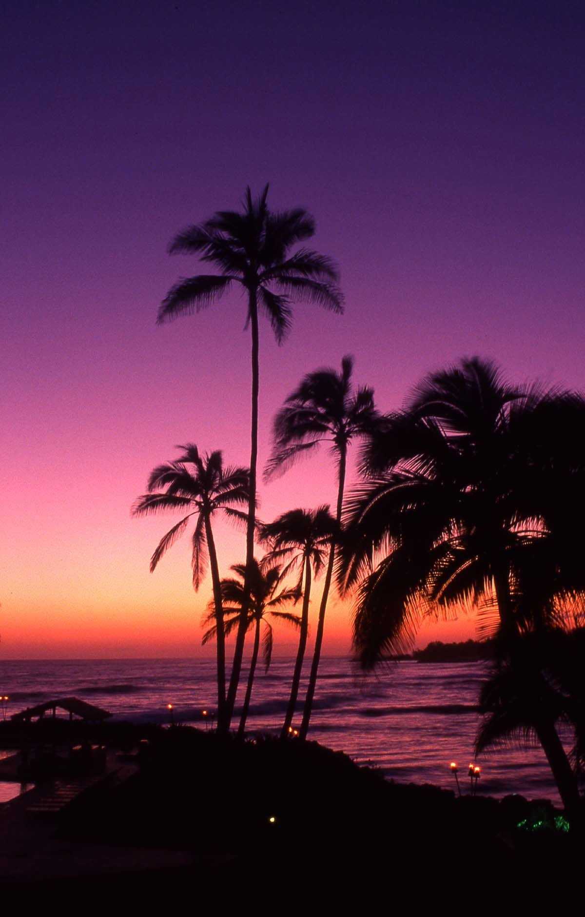 California Beaches Palm Trees Wallpaper Awesome Purple Sunset And Palm, Download Wallpaper