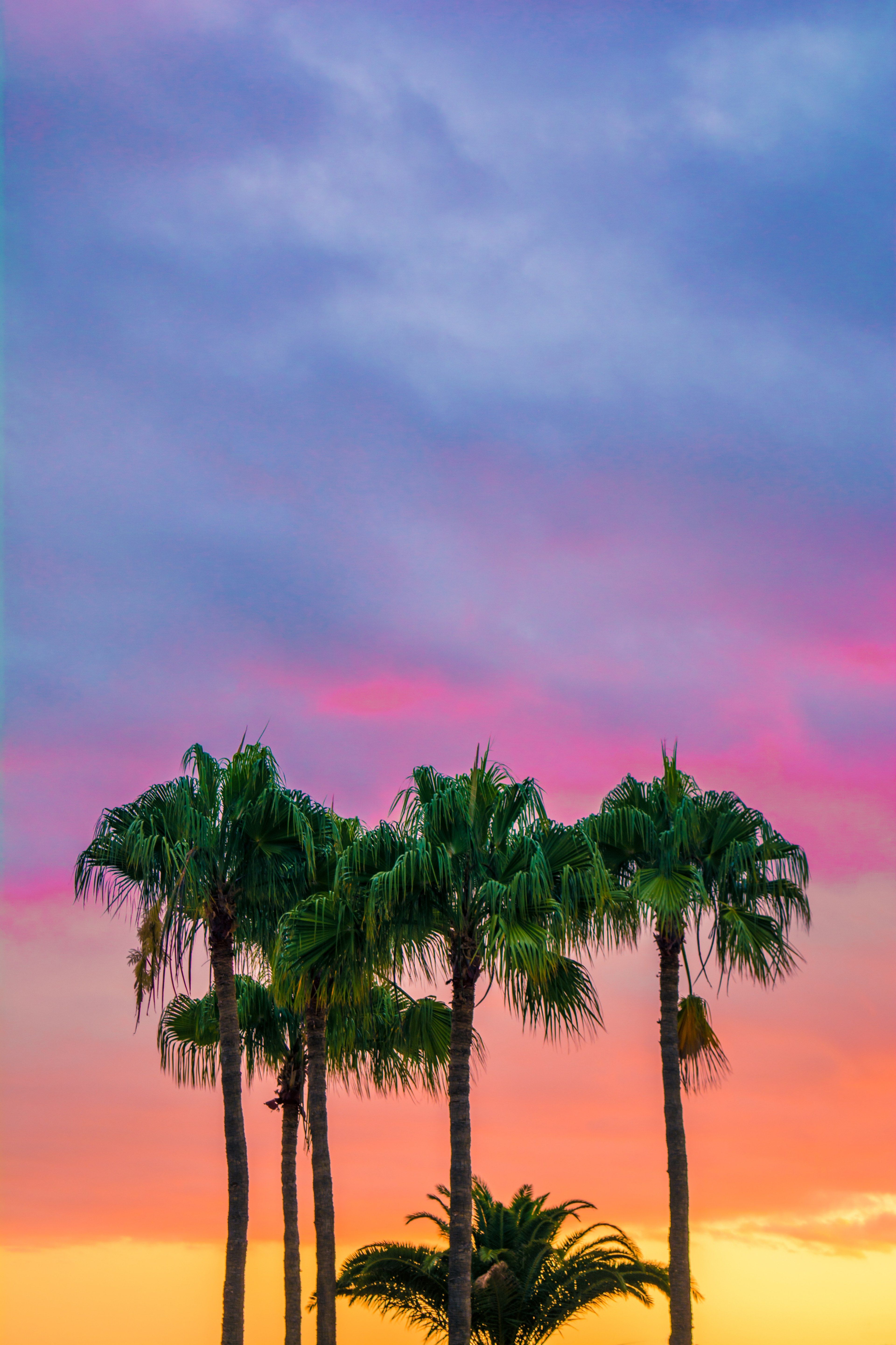 Wallpaper / colourful colorful palm trees and sky HD 4k wallpaper