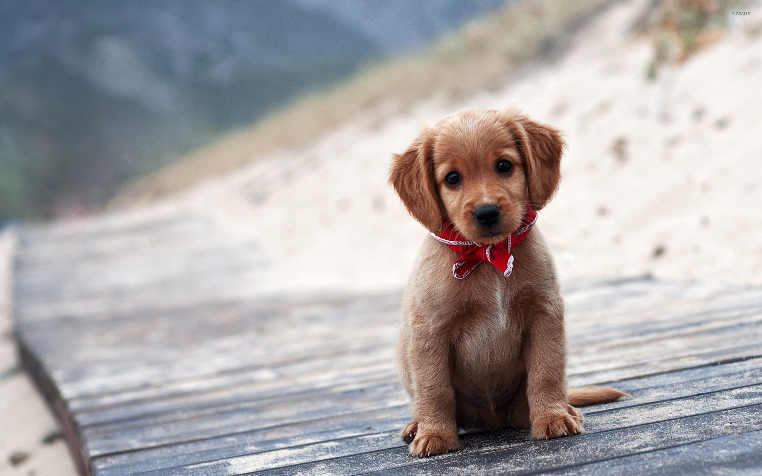 Brown Puppies Wallpapers - Wallpaper Cave