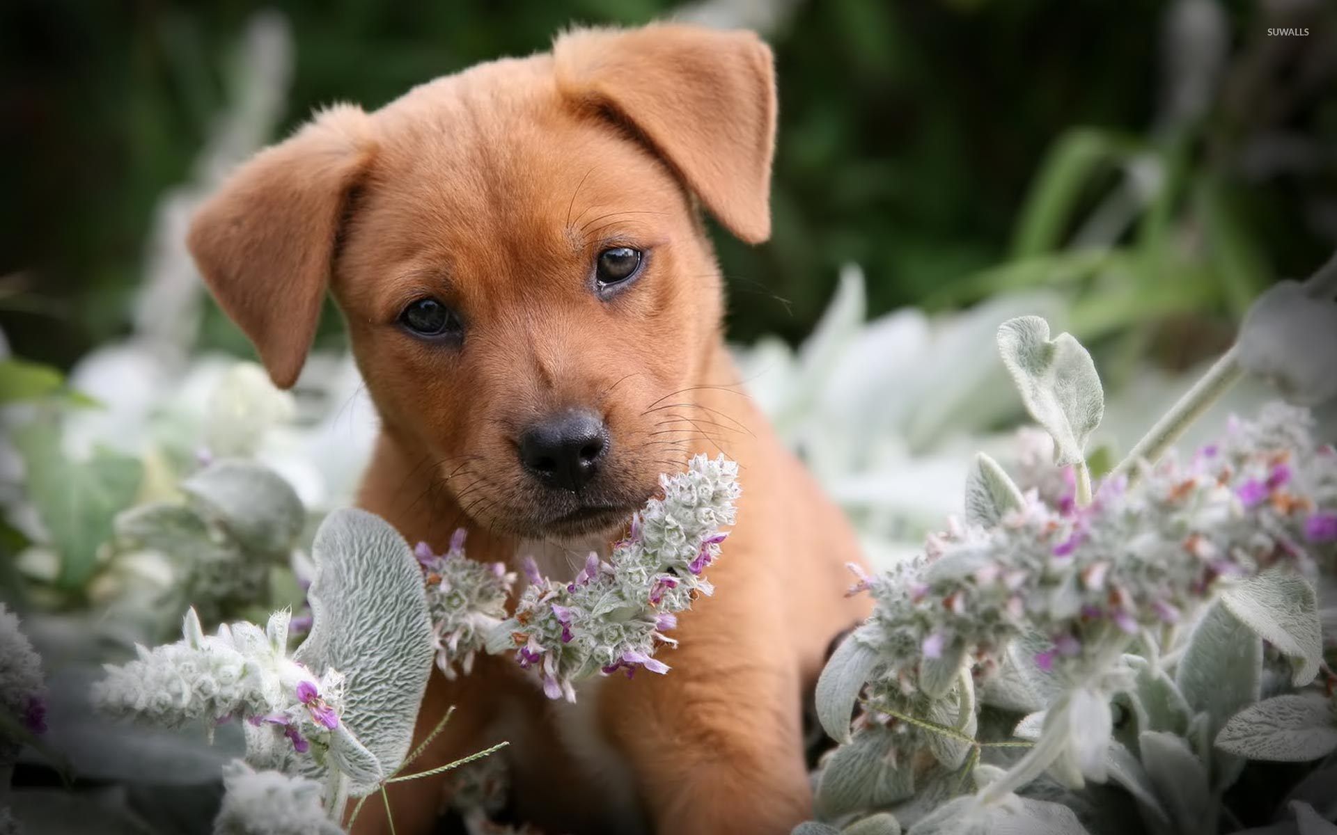 Cute brown puppy in the flowers wallpaper wallpaper
