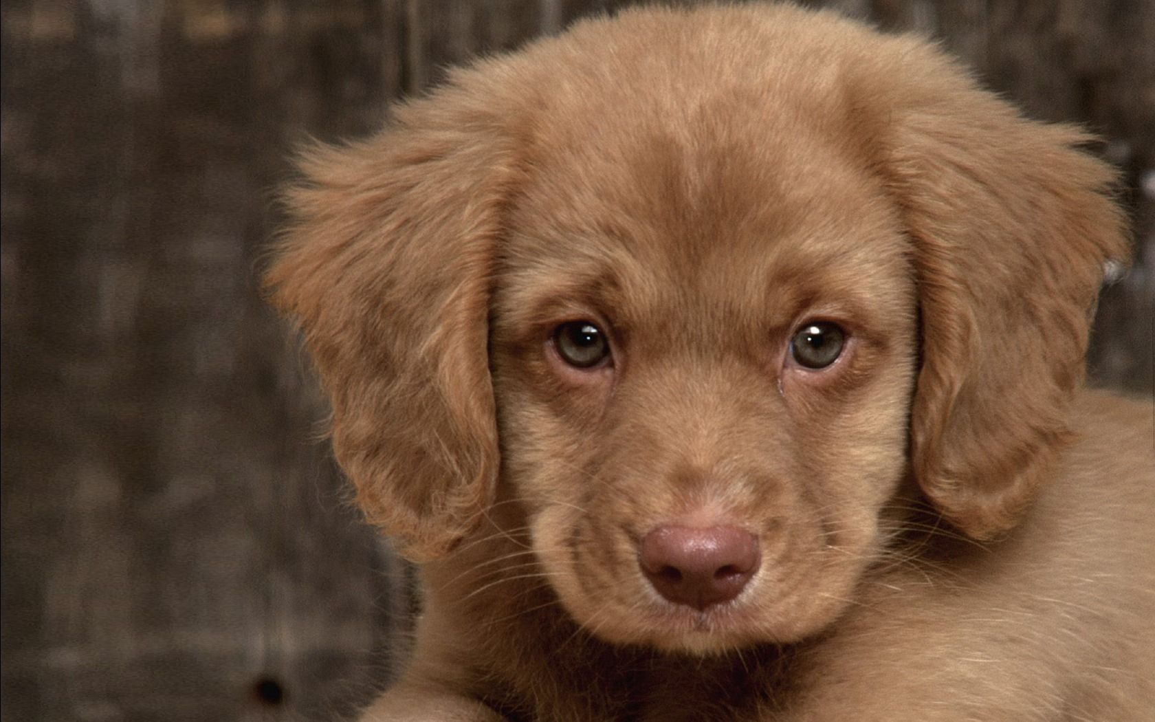 brown cute puppy